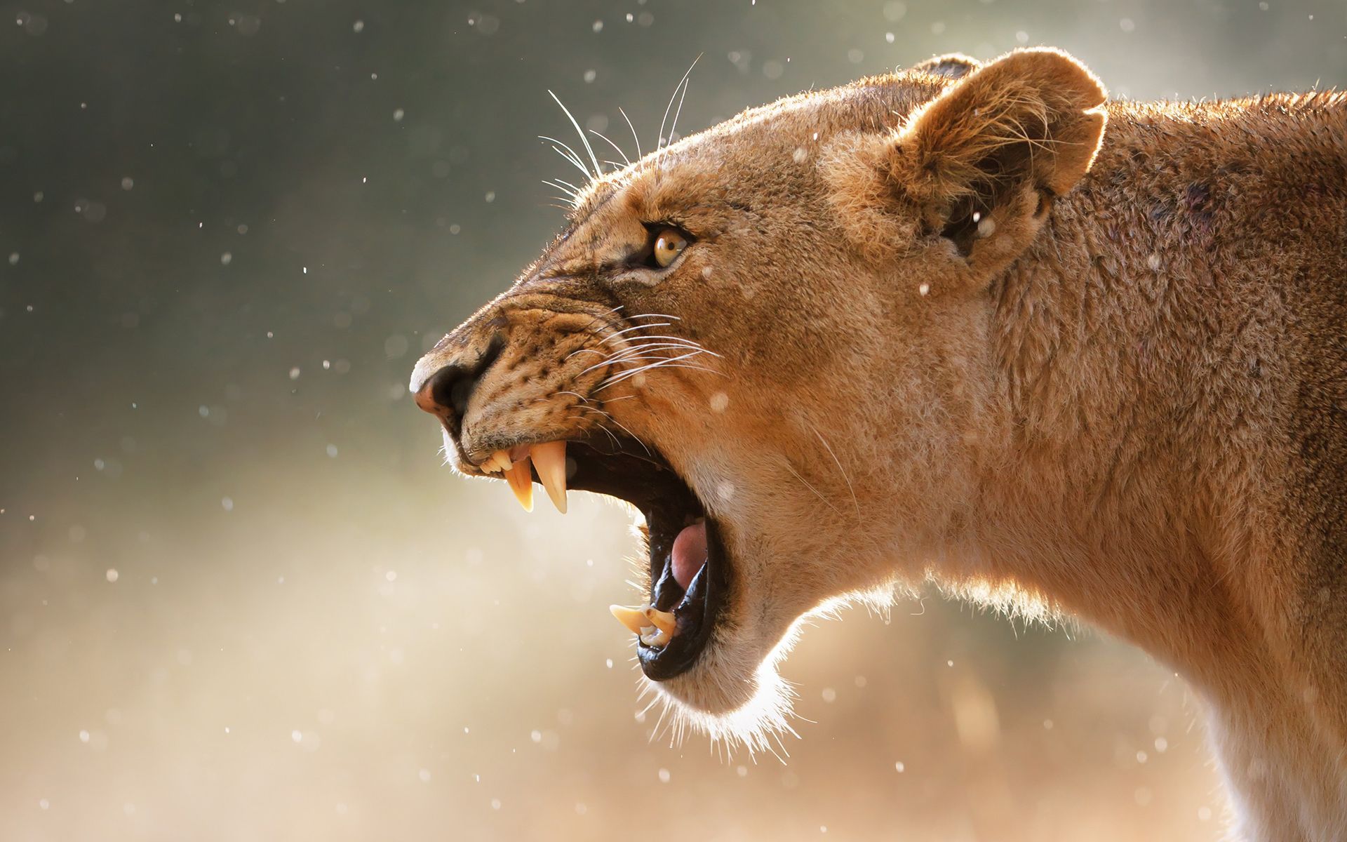 Desktop Beautiful Predator Pics Of Lions Free Download