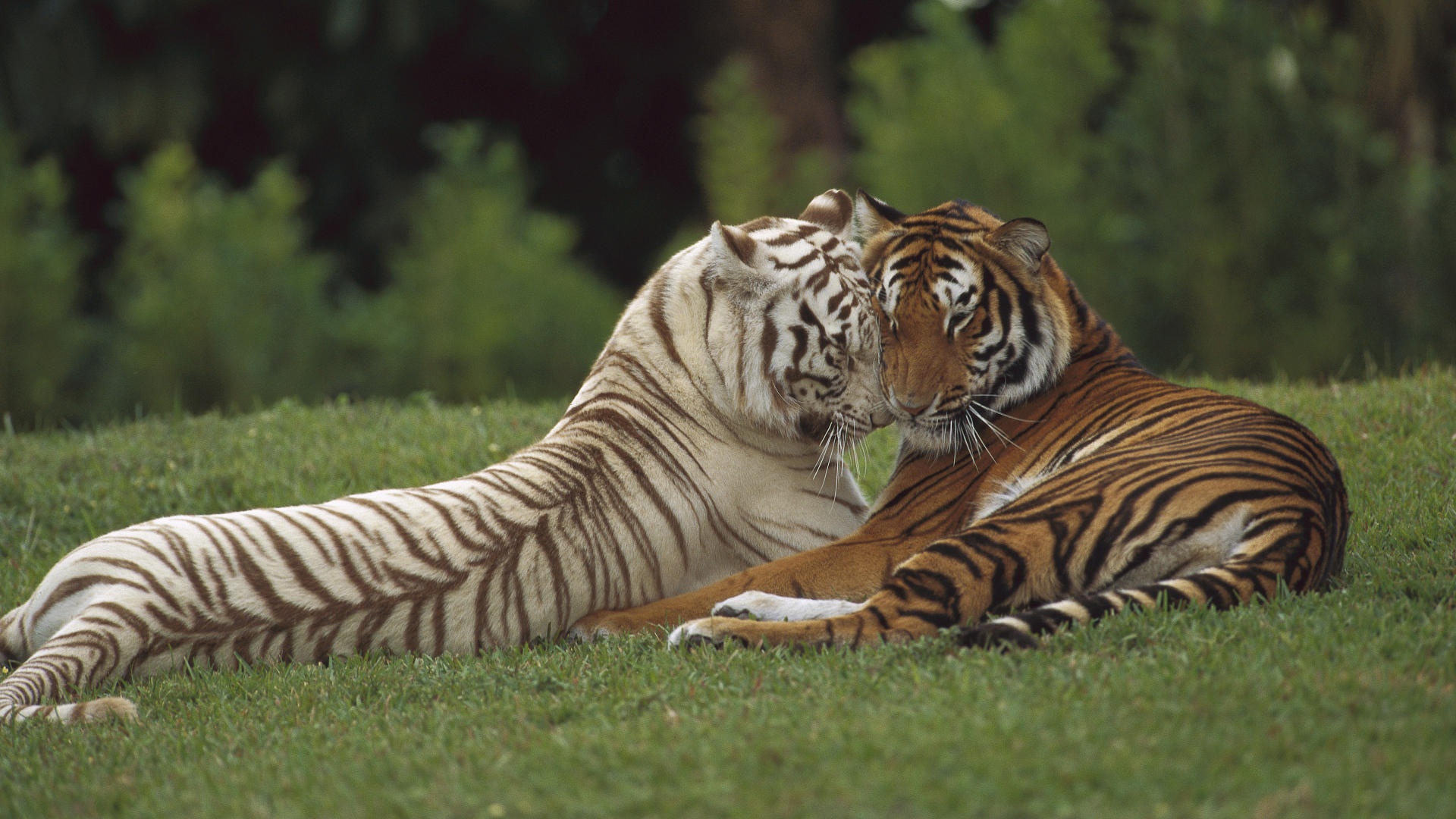 Desktop Bengali White Tigers Wallpaper Hd Free Download
