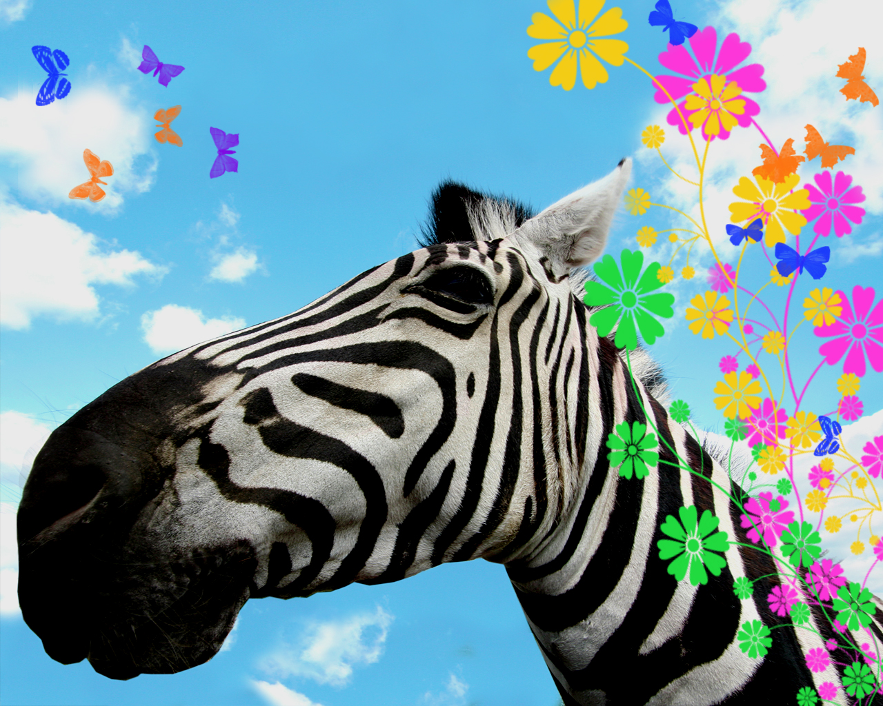 desktop cute zebra 4k background wallpapers