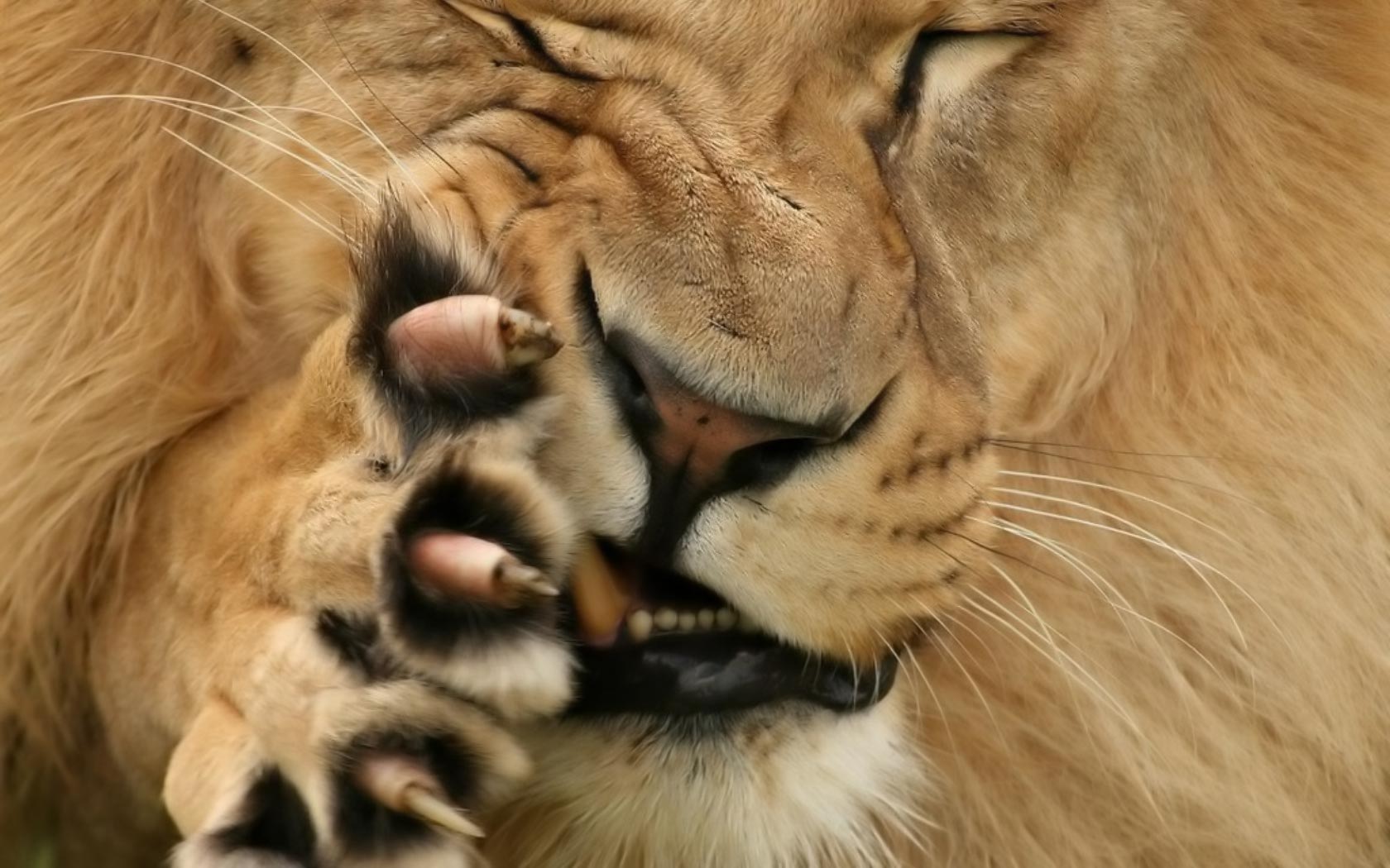 Desktop Picture Of Sleeping Lion Wallpapers Free Download
