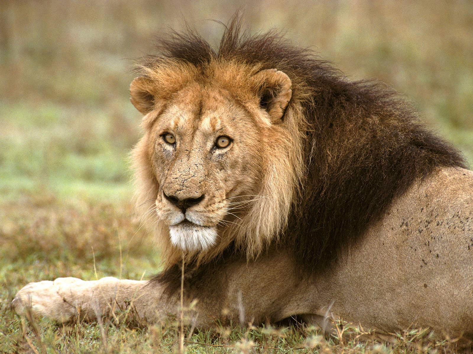 Desktop Wild Lion Images Download