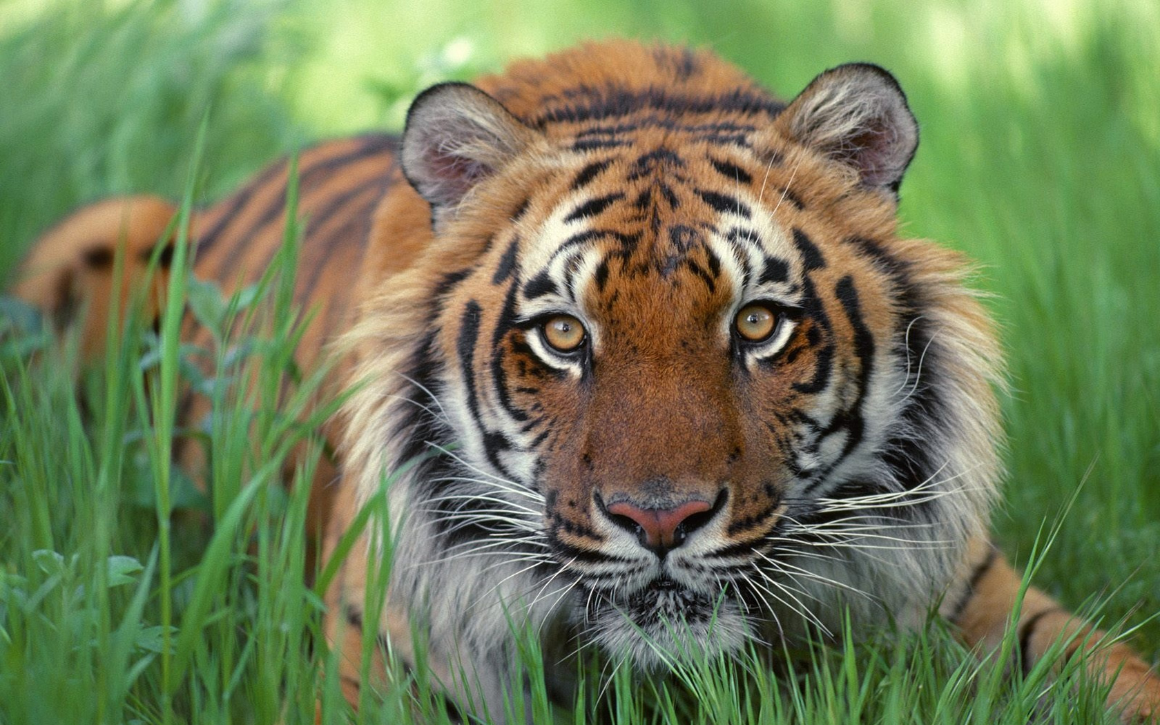Desktop Wild Tiger Images Download