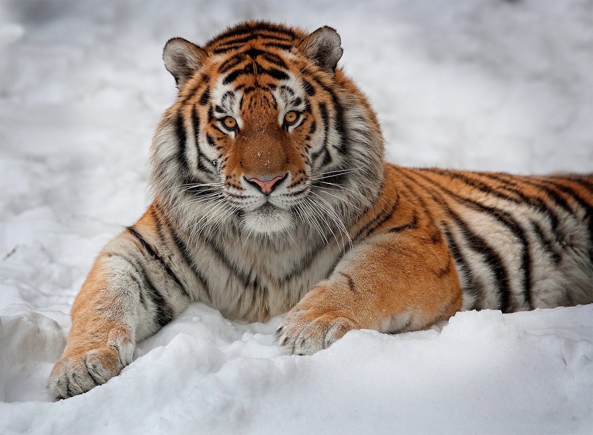 Desktop Wild Tigers Pictures Download