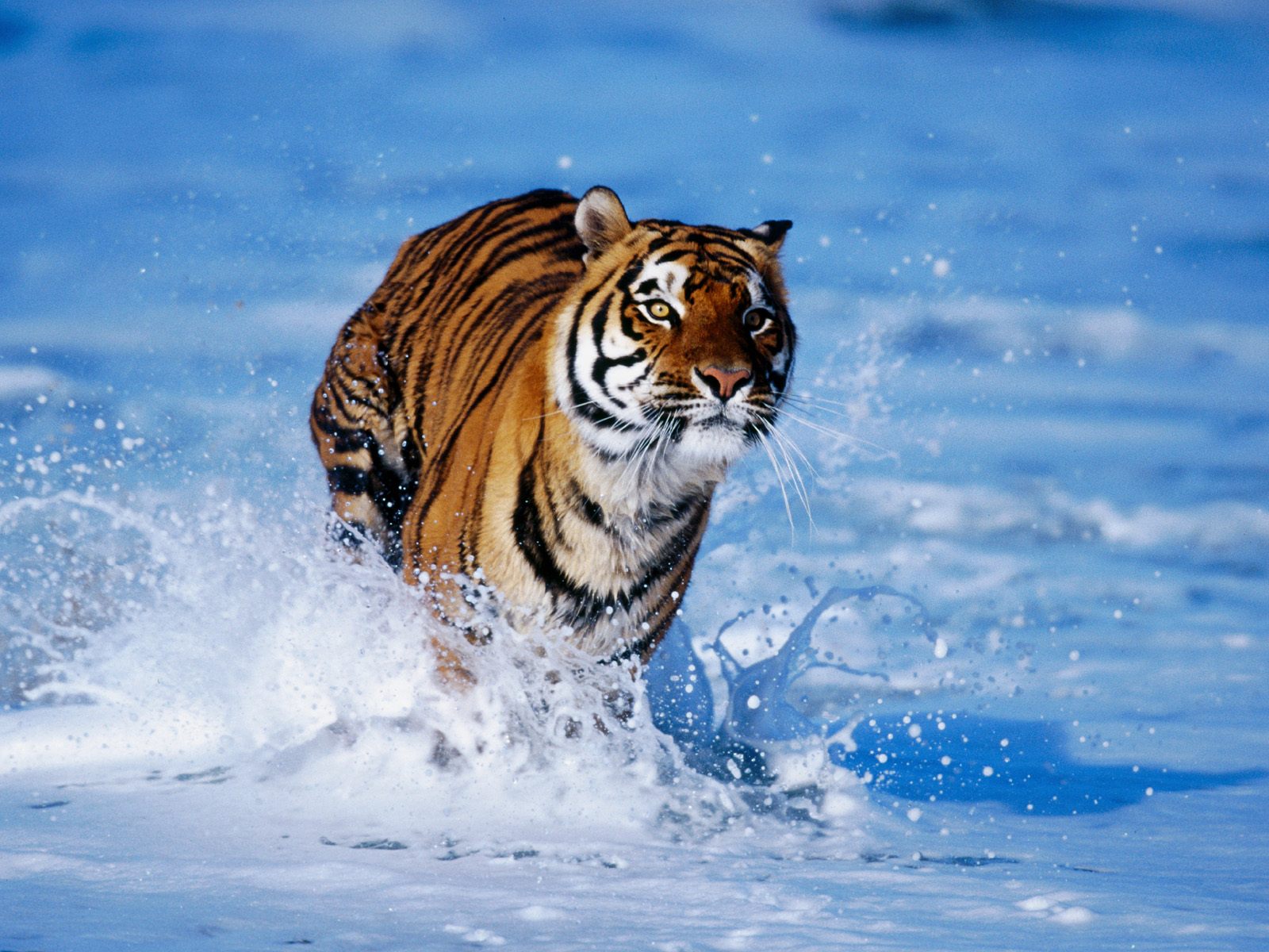 Desktop Winter Tiger Wallpaper Download