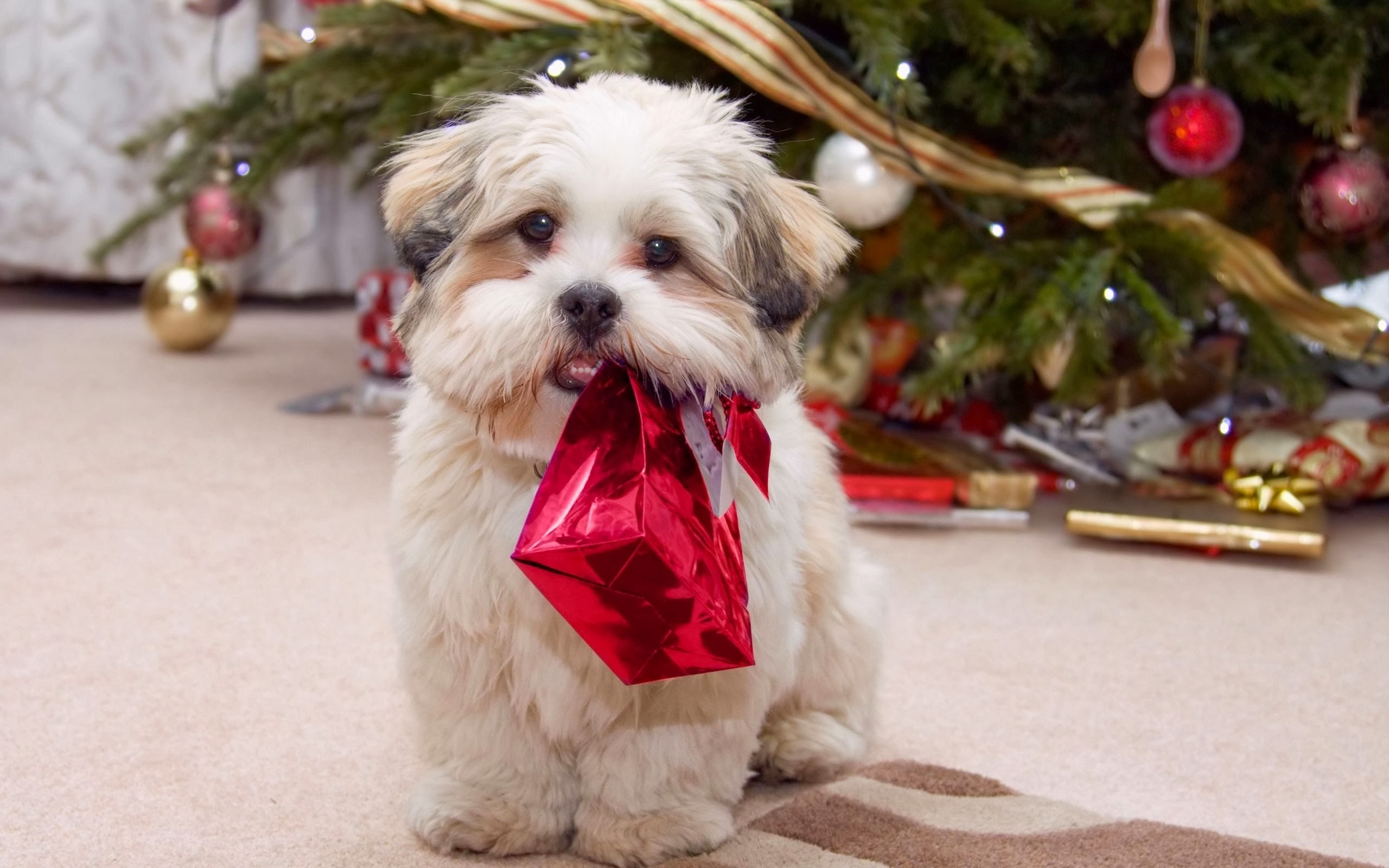Dog Christmas Images Ideas Download
