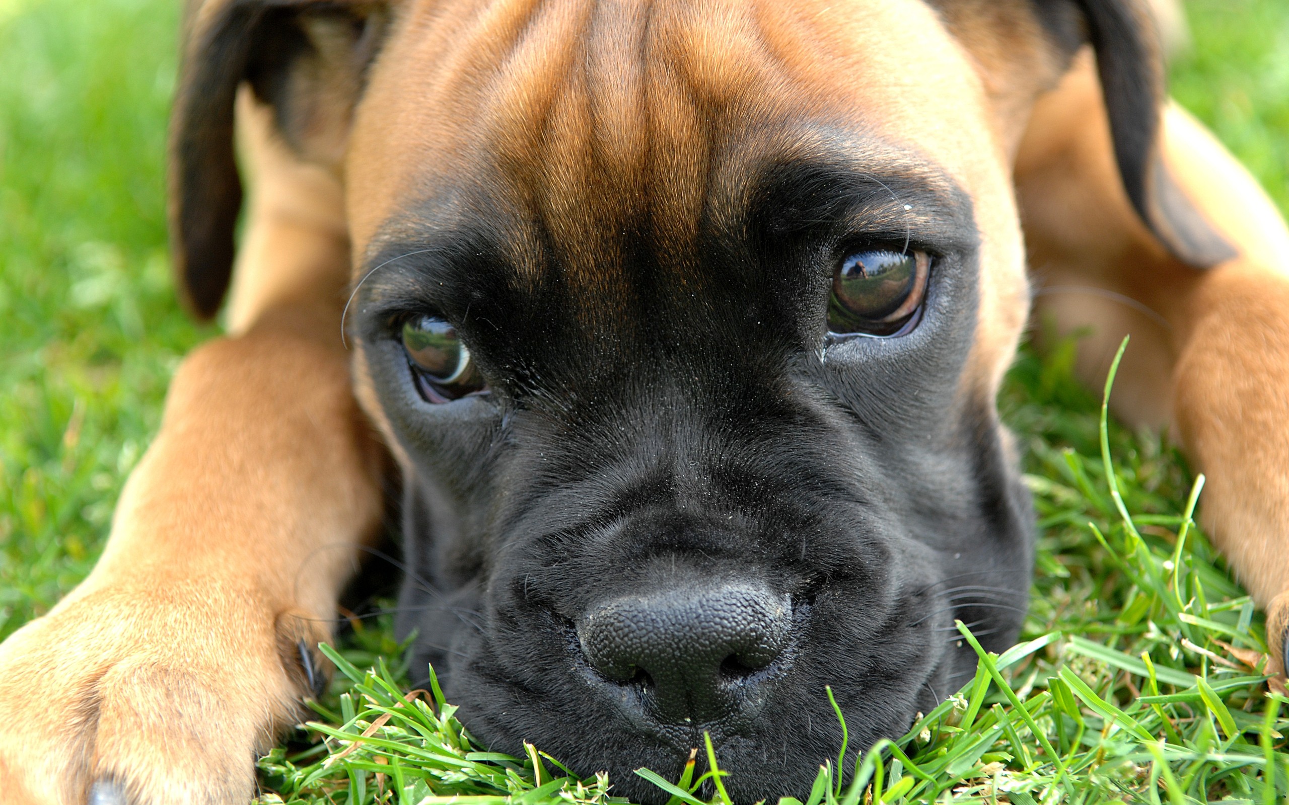 dog images of boxers download