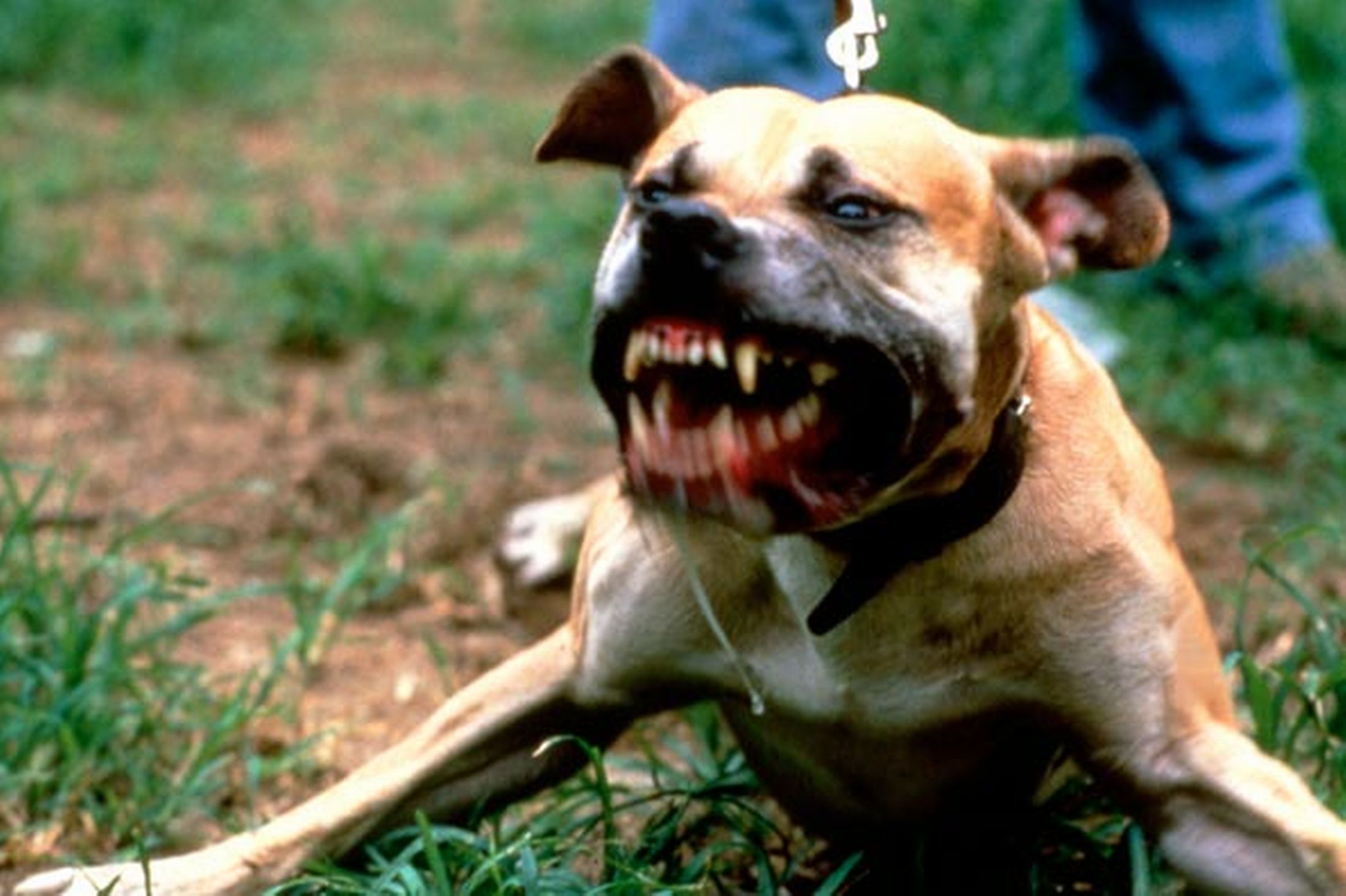 dog pitbull images download