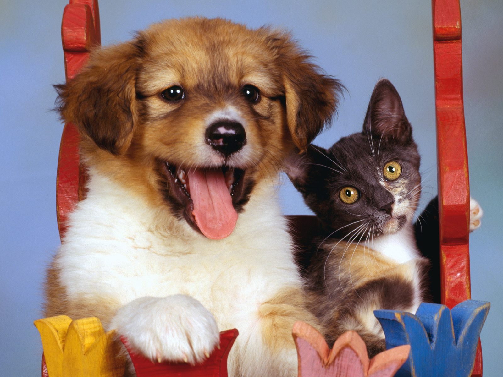 dogs and cats images download