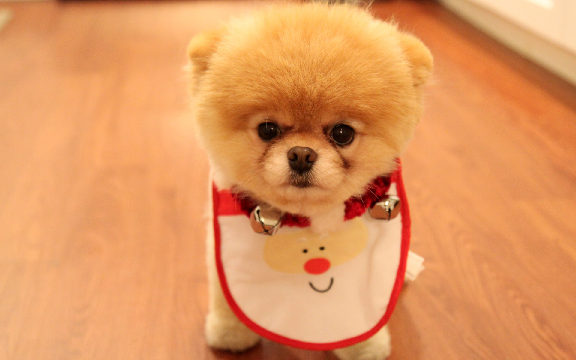 Dogs Christmas Images Download
