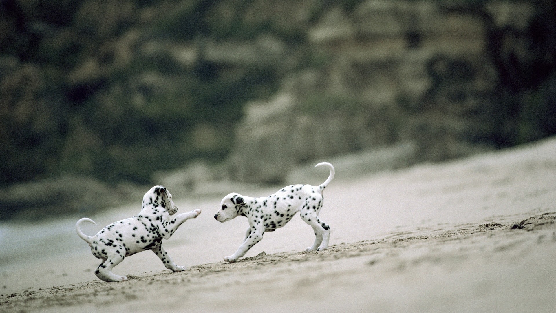 download desktop dalmatian puppies wallpaper
