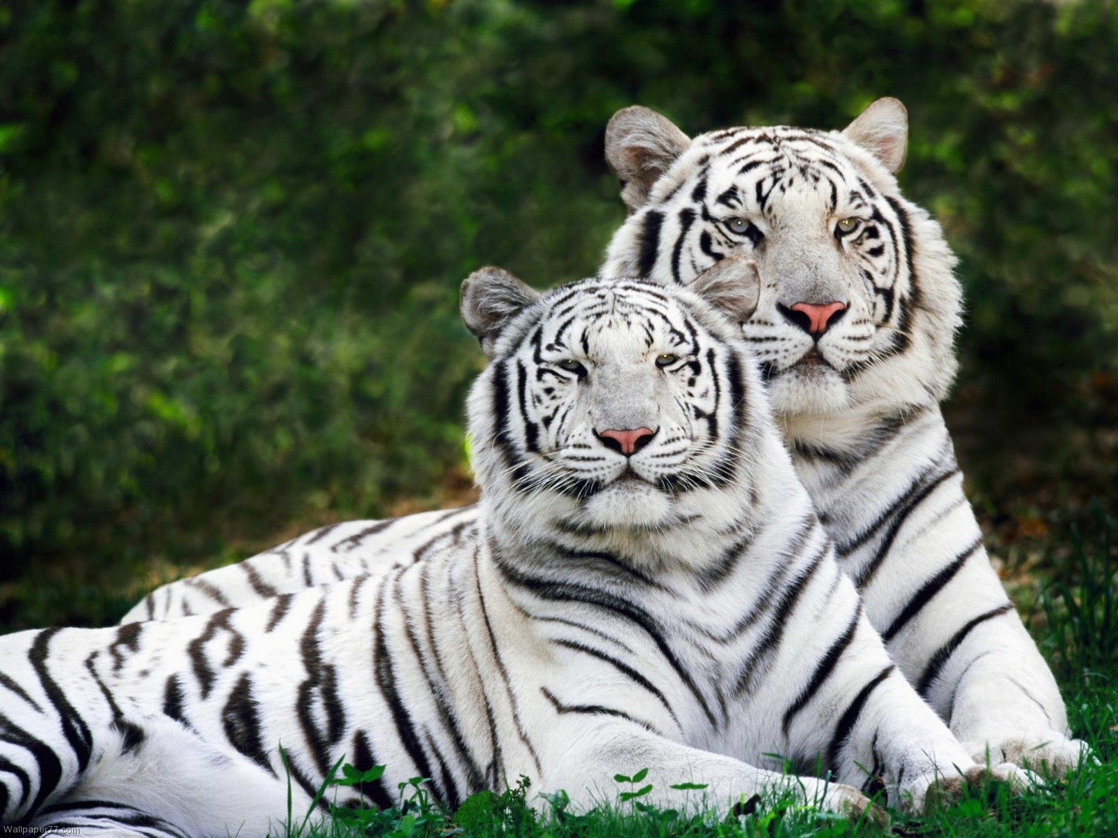 facts and pictures of tigers download