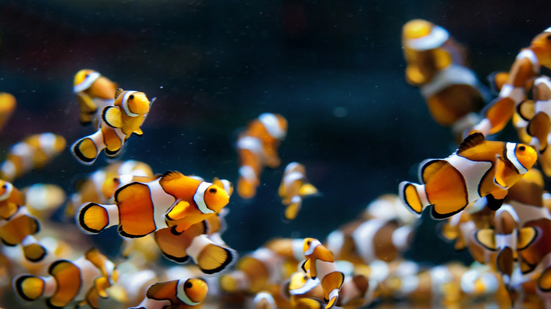fish tank backgrounds download