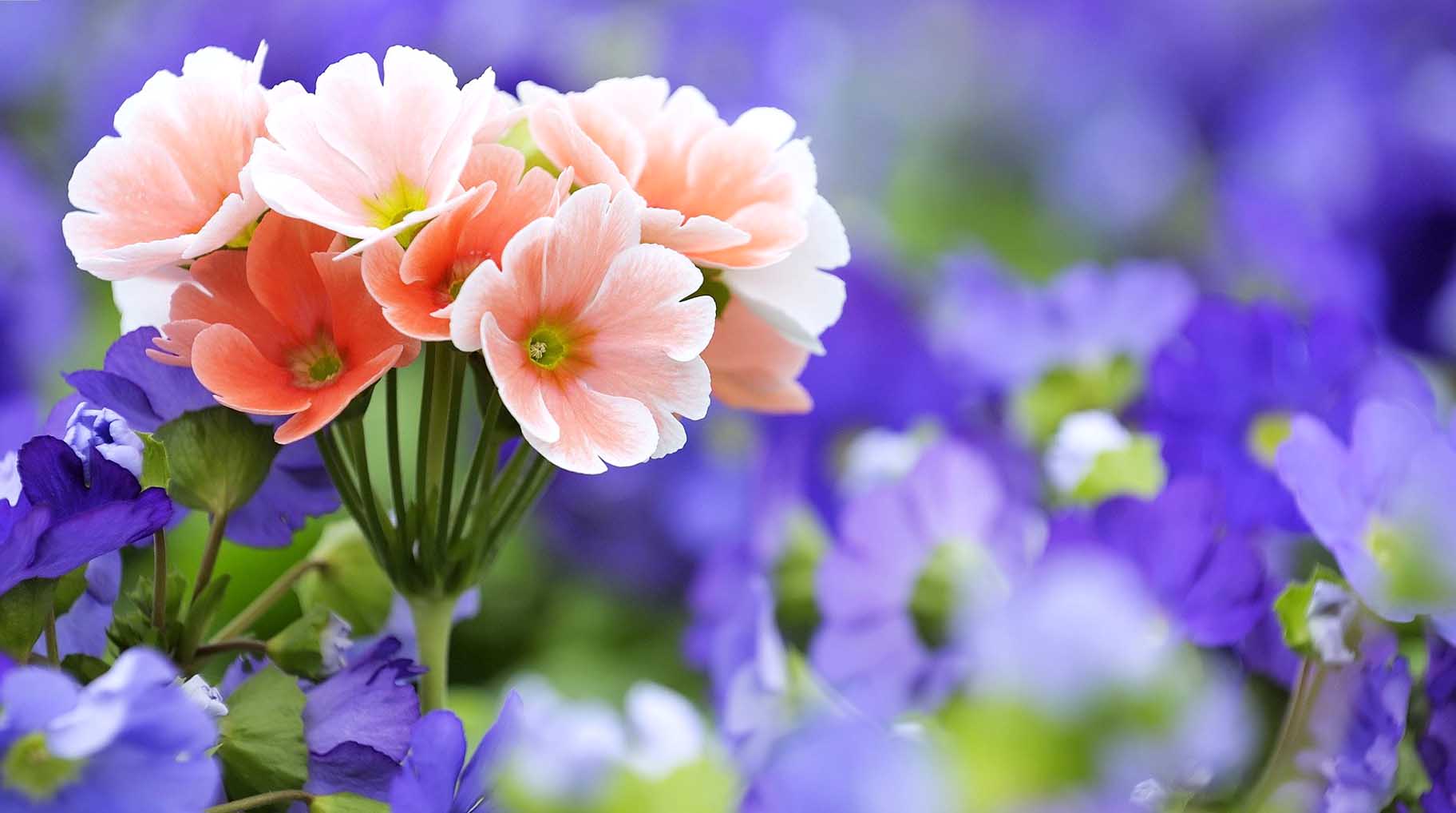 Flowers Download 4k Background Wallpapers