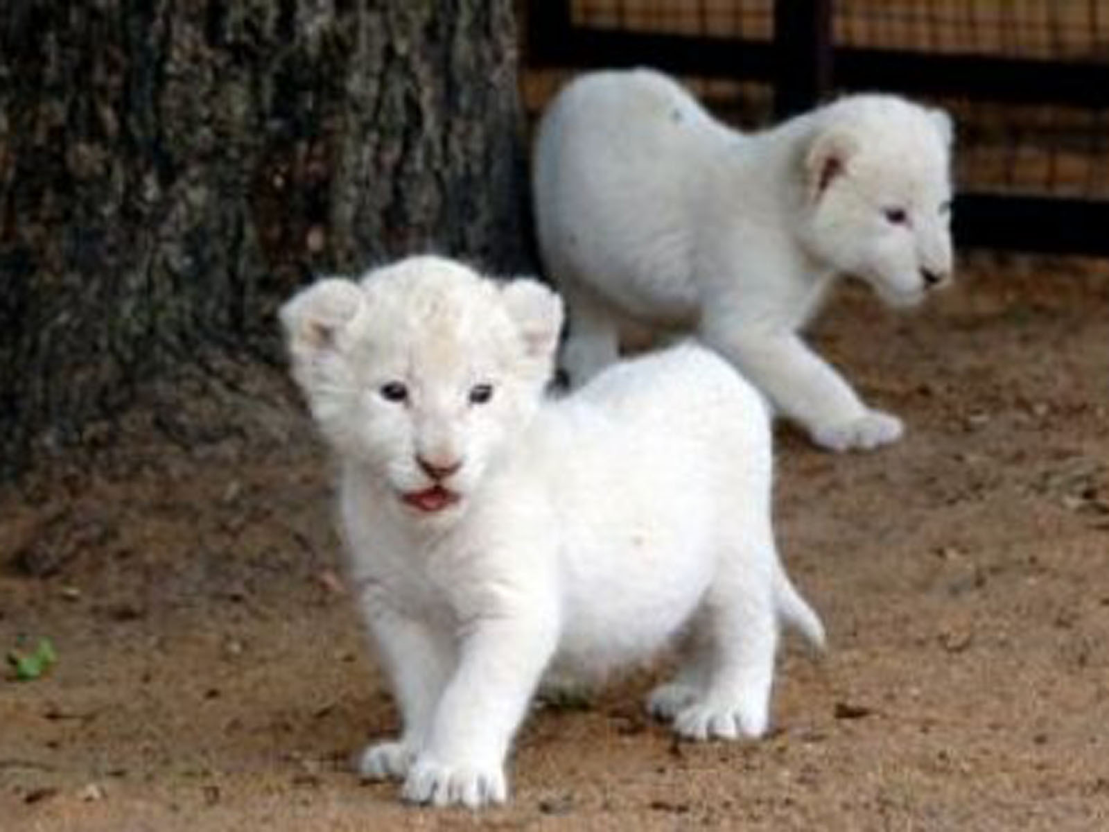 Free Download Desktop Baby White Lions Cute Cubs Pics