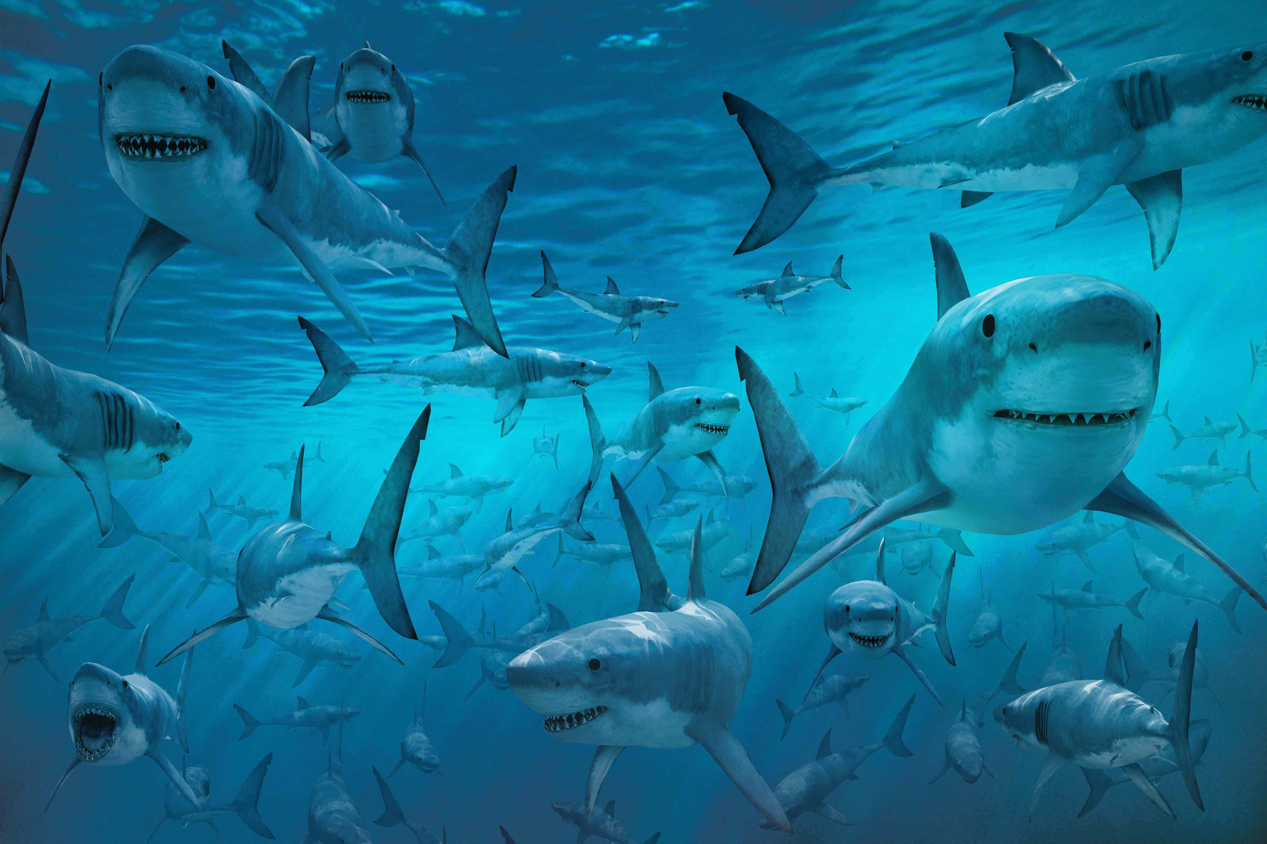 free images of sharks download