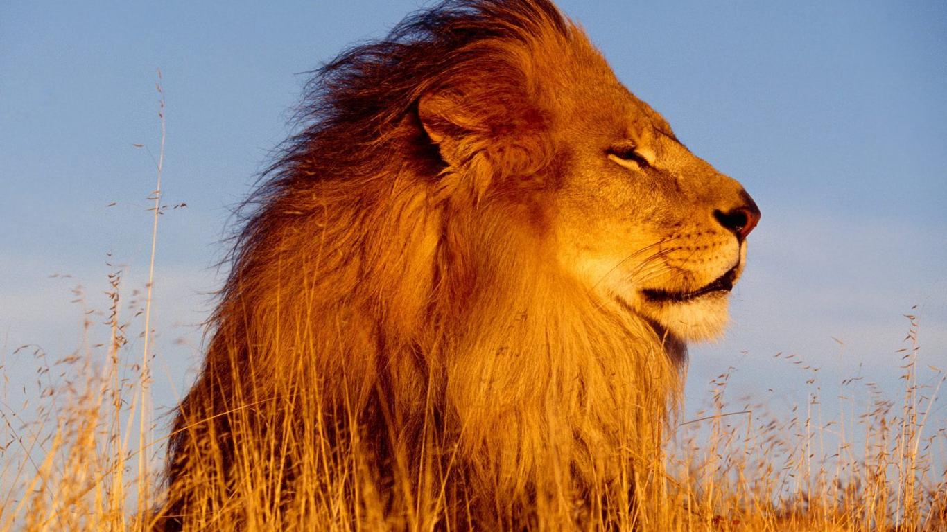 Free Pictures Of Lions Download