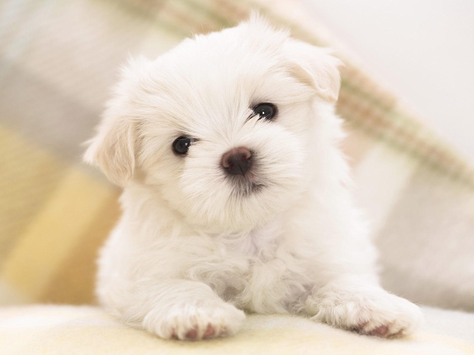 free puppies 4k background wallpapers