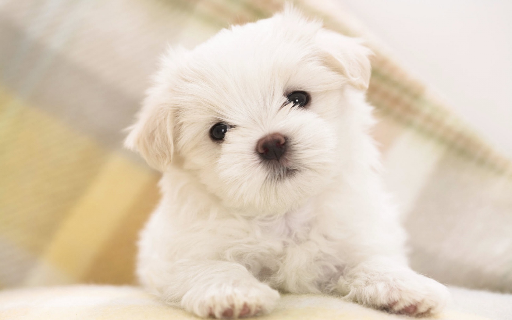 free puppy 4k background wallpapers for desktop
