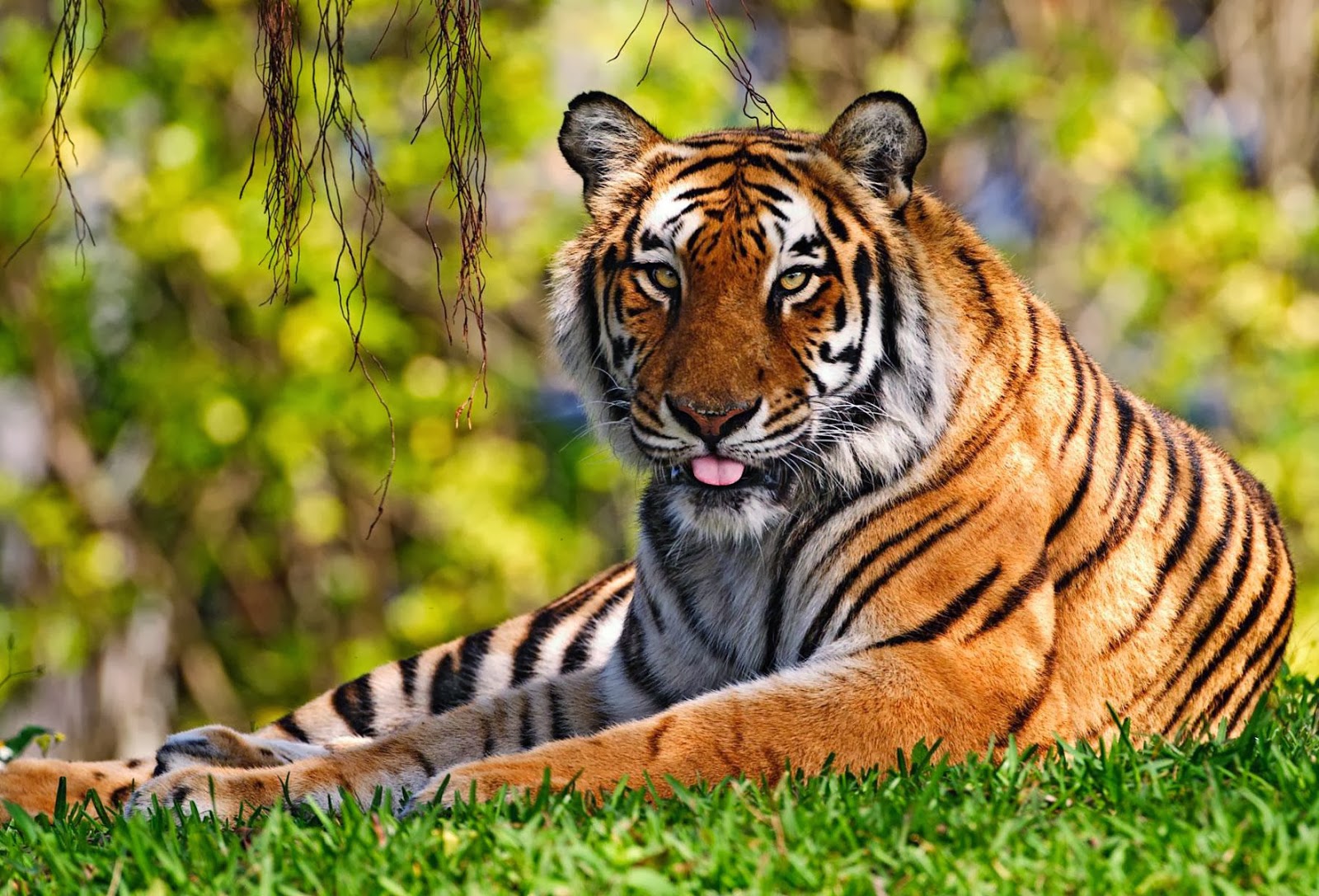 Free Tiger Pictures Download