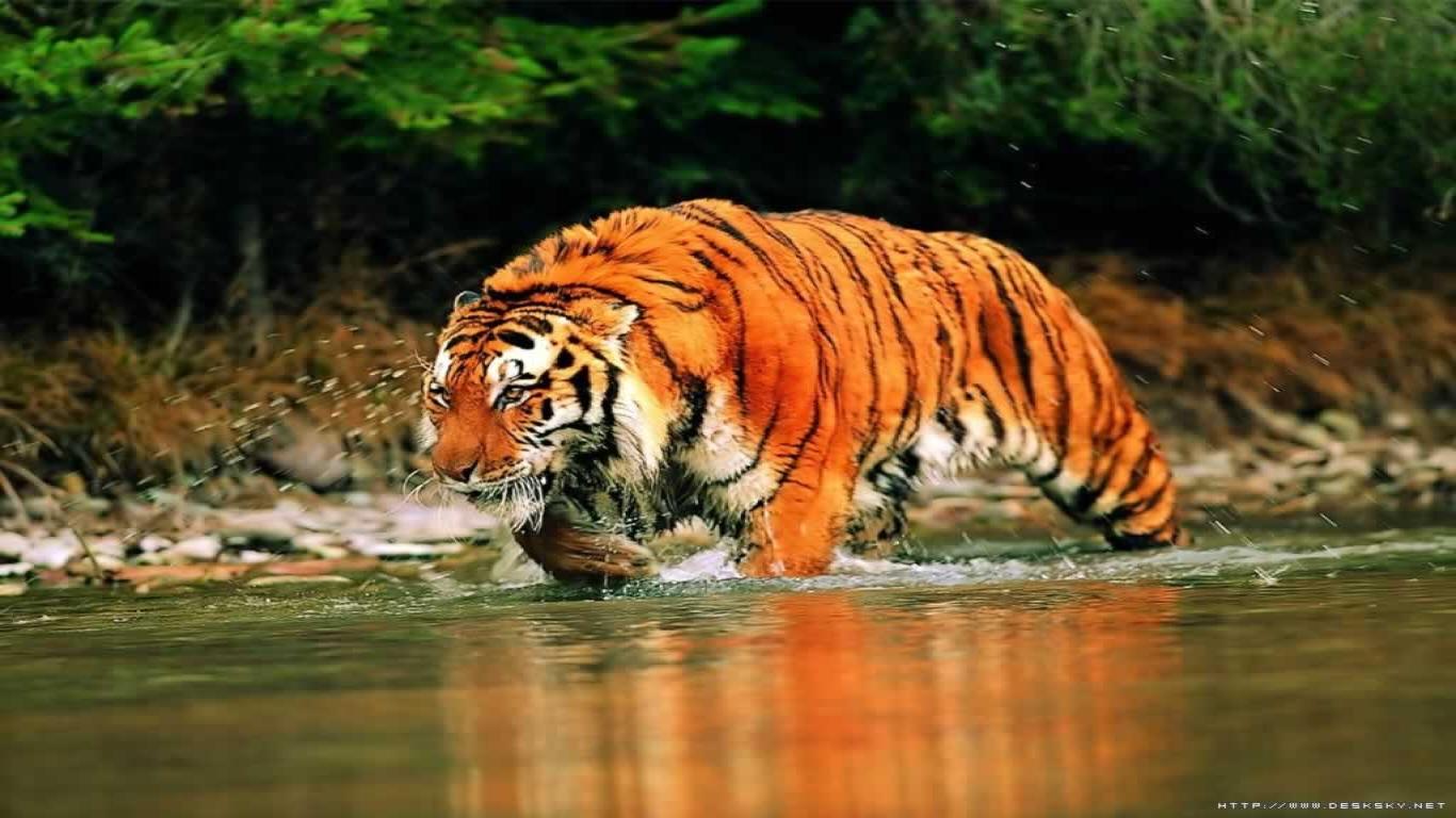 Free Tiger Pictures To Download Download
