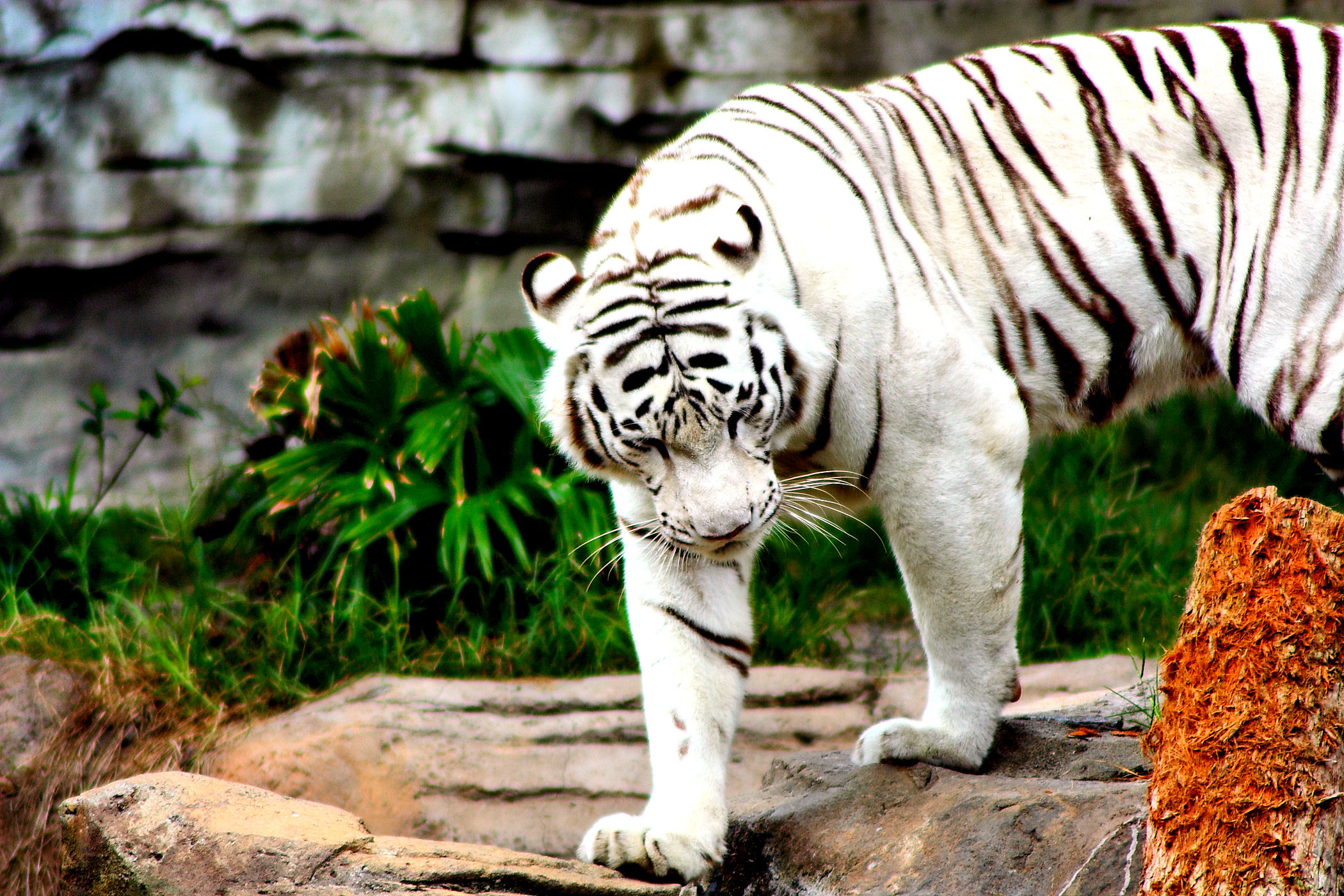 Free White Tiger Pictures Download