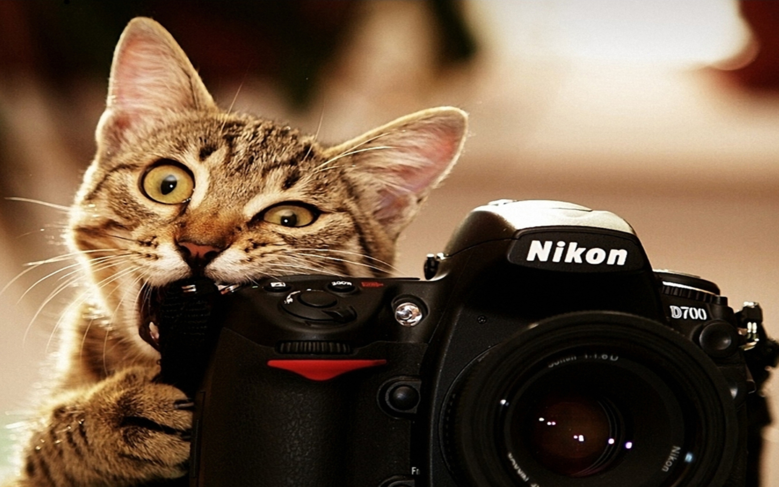 funny animals hd 4k background wallpapers 3D