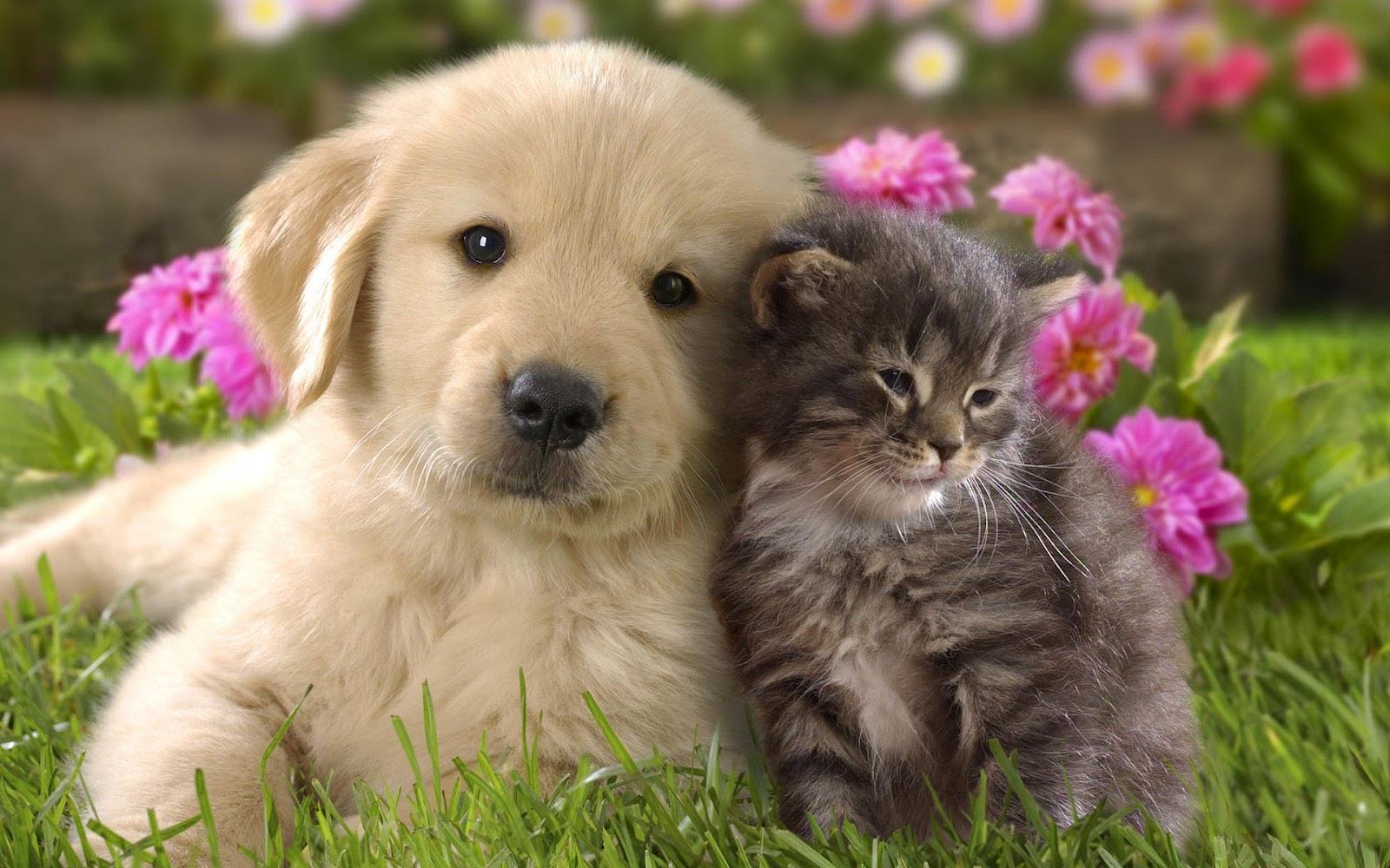 funny dogs and cats images download