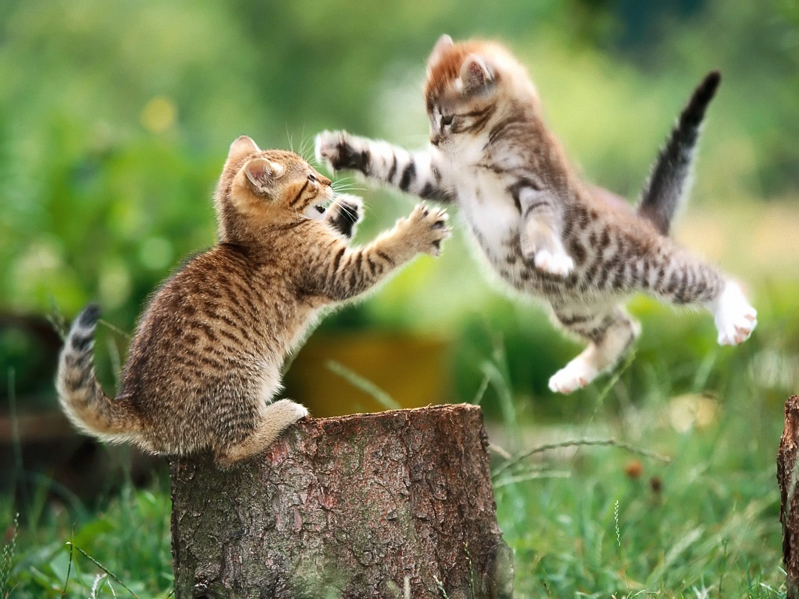 funny fighting cute puppies kitten hd wallpapers free download