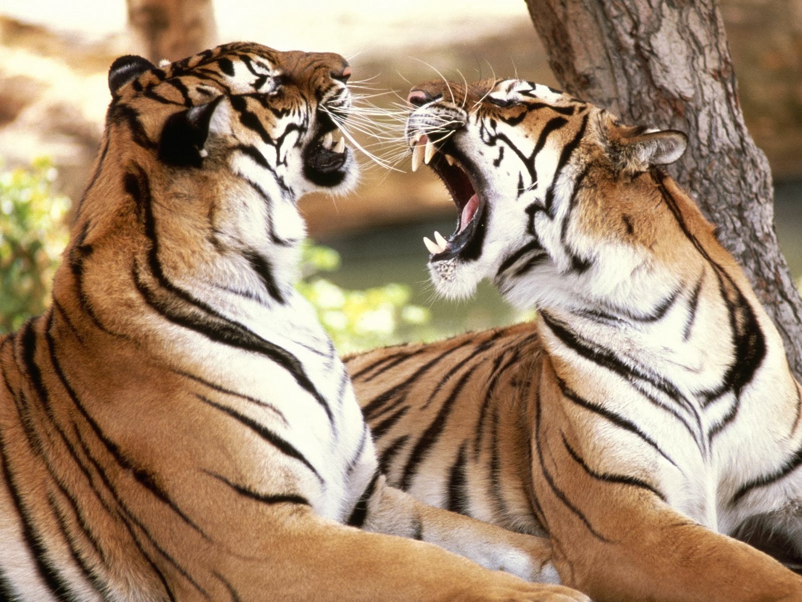 Funny Tigers Pictures Download
