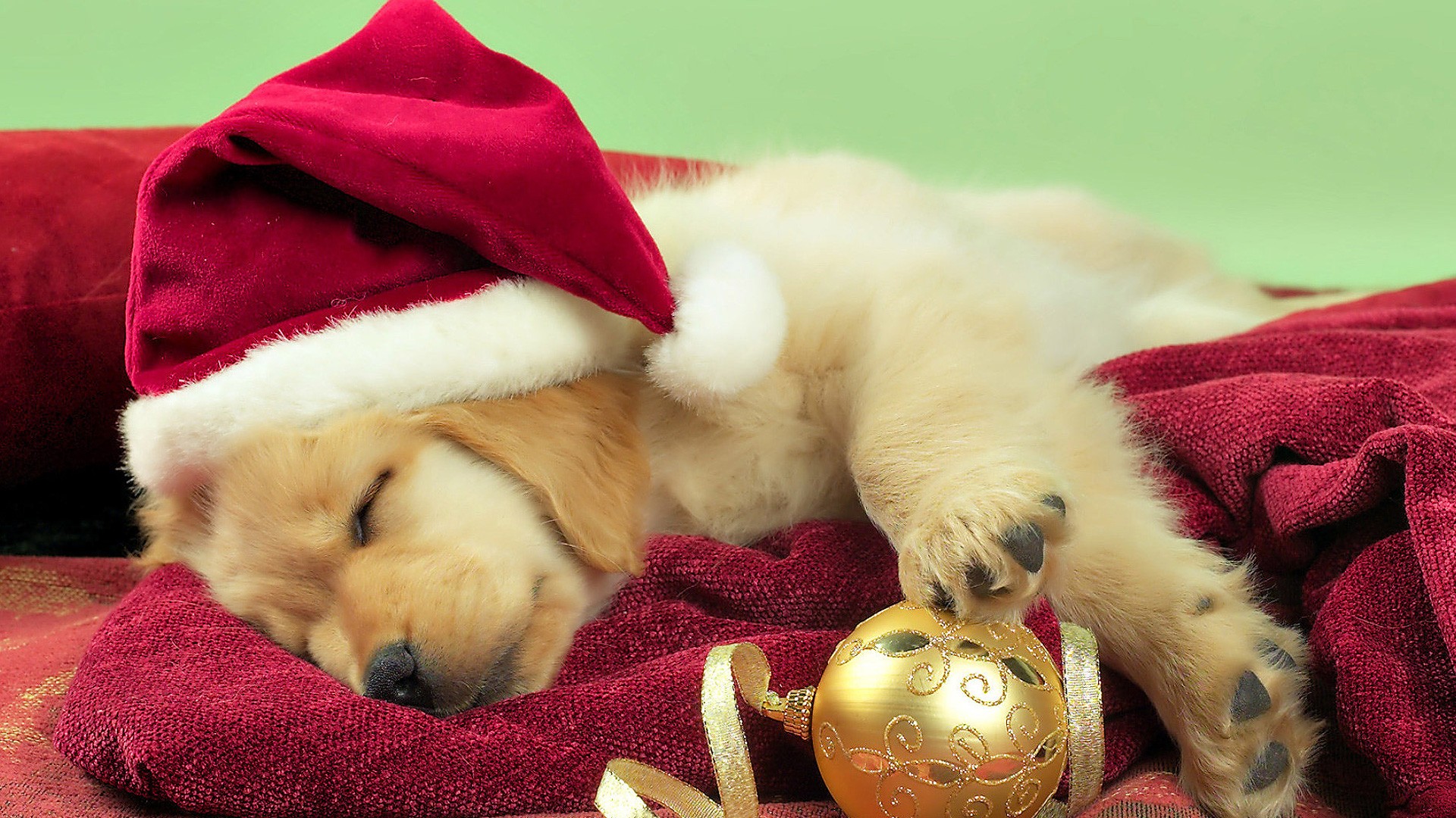 funny xmas dog images download