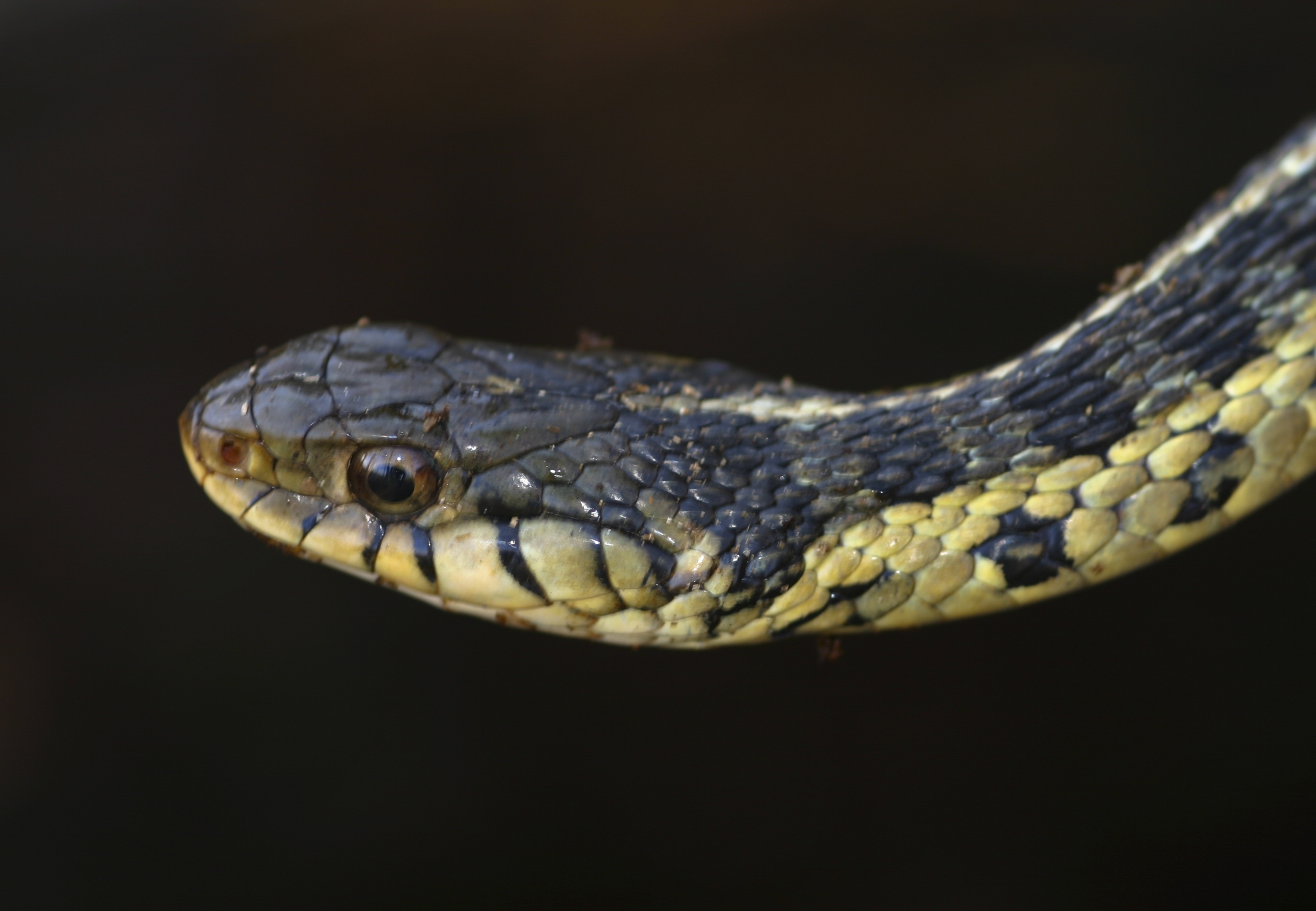 garden snakes pics download