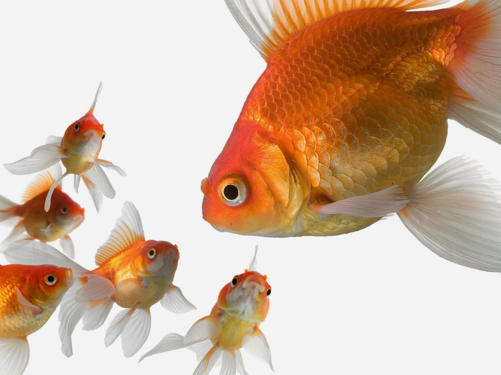 gold fish hd 4k background wallpapers 3D