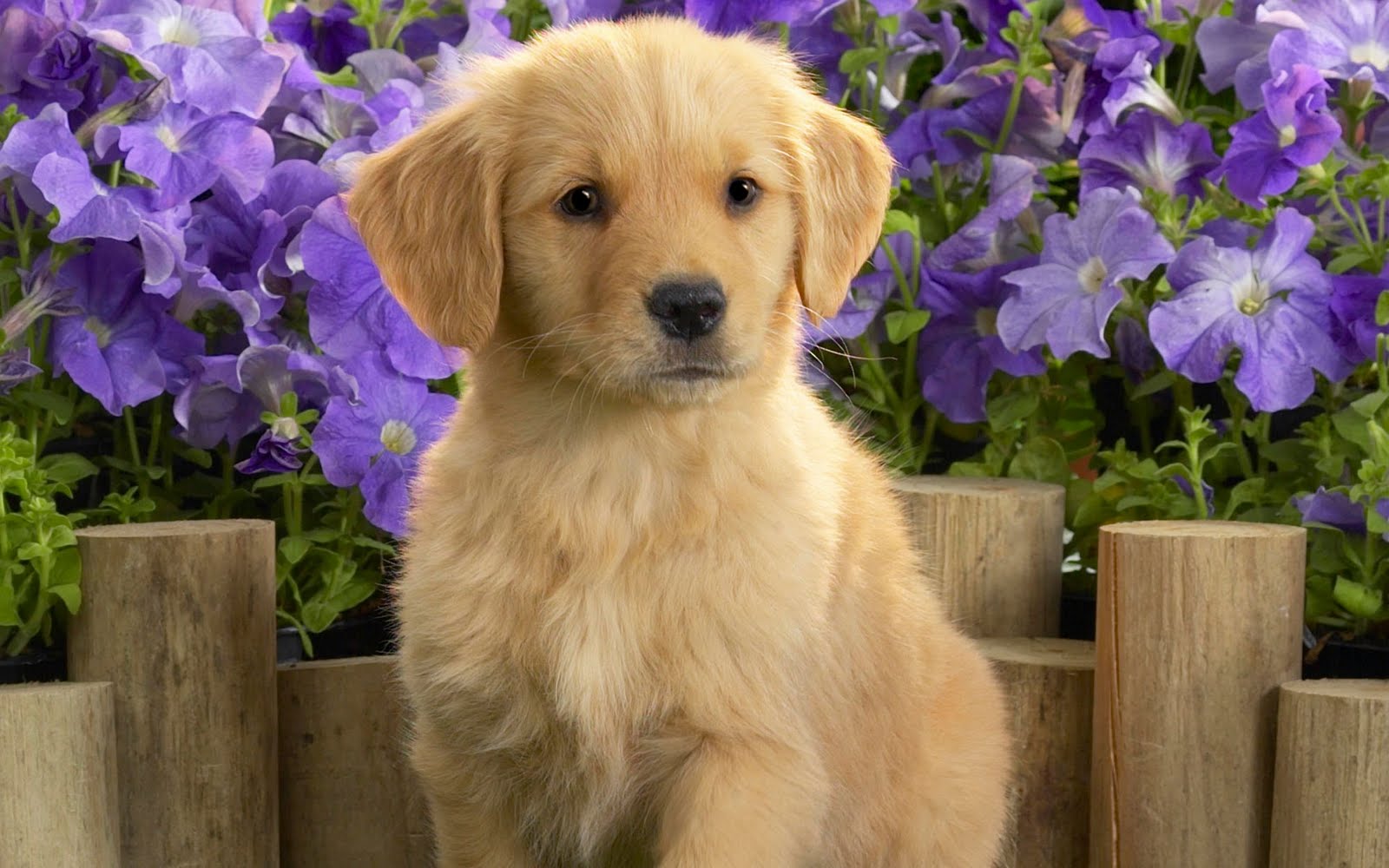 Golden Retriever Puppy Images Download