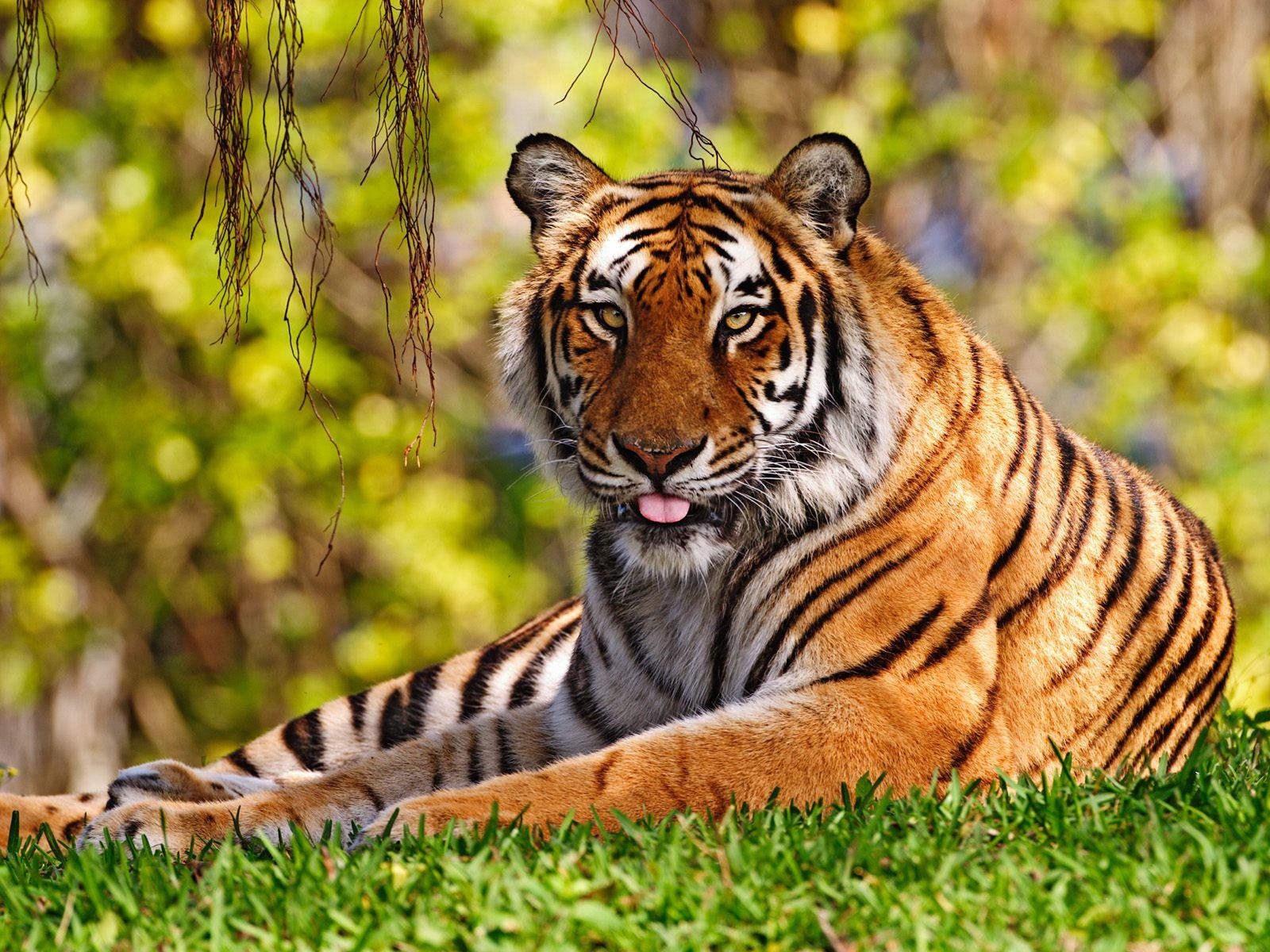 golden tiger images download