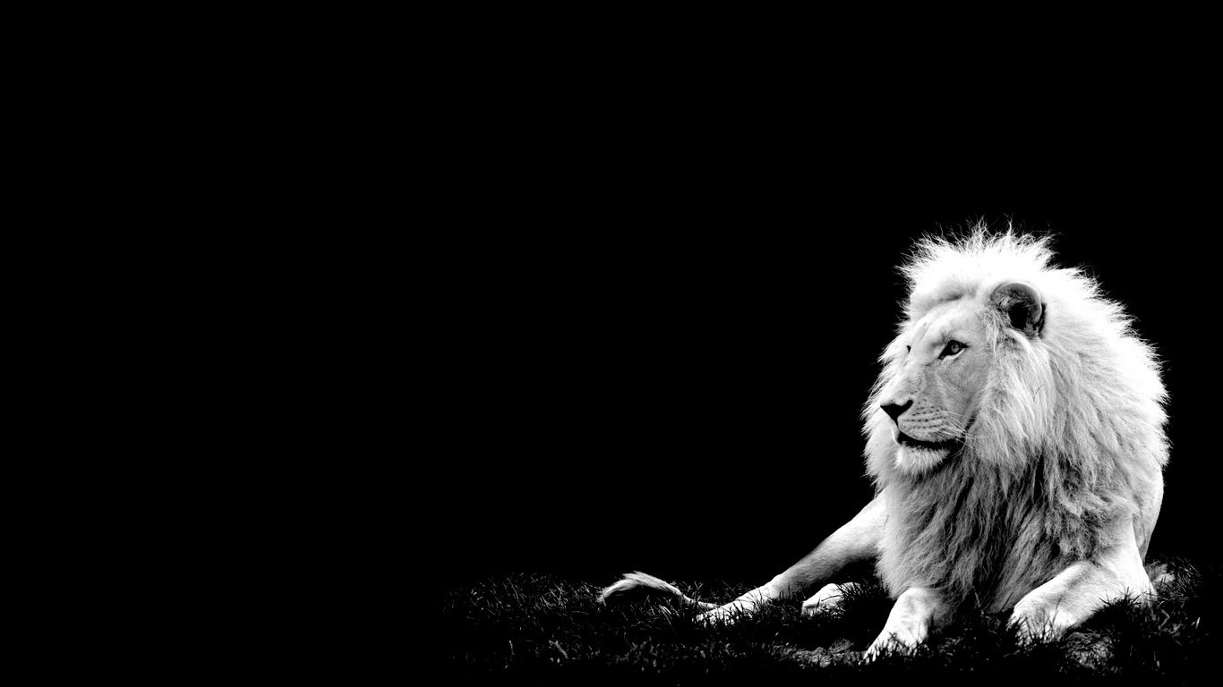great lion 4k background wallpapers