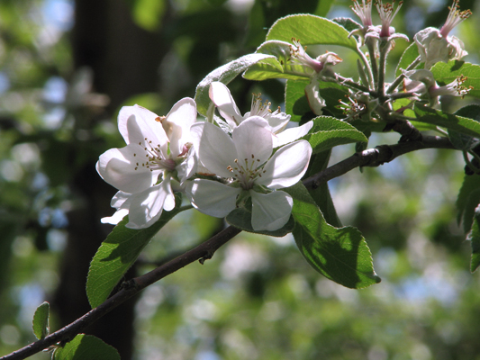 green apple blossom photography download