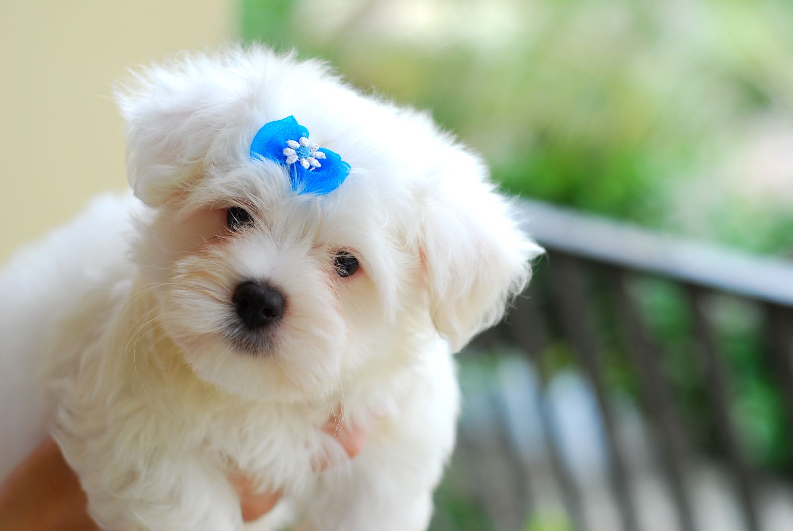 havanese cute hd baby puppys pictures desktop download