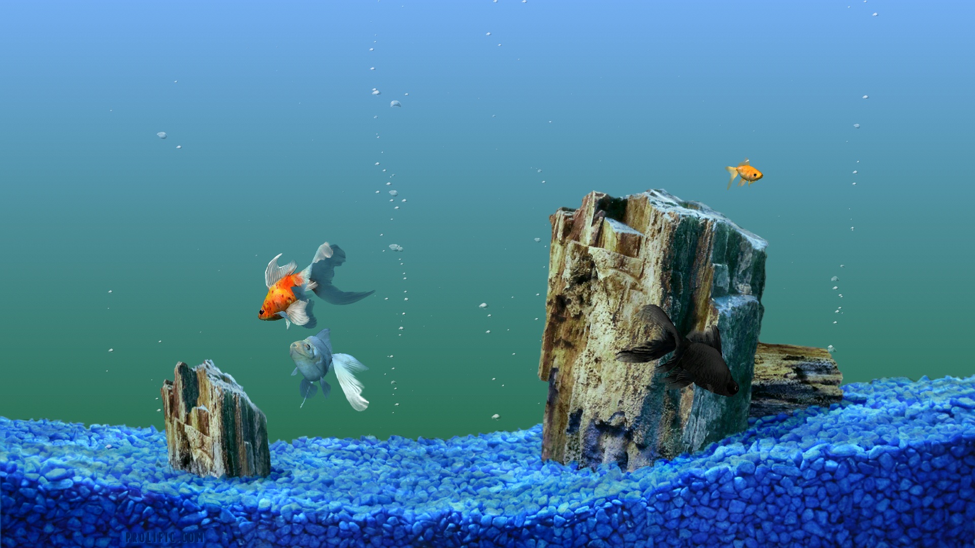 hd animated fish tank wallpaper download