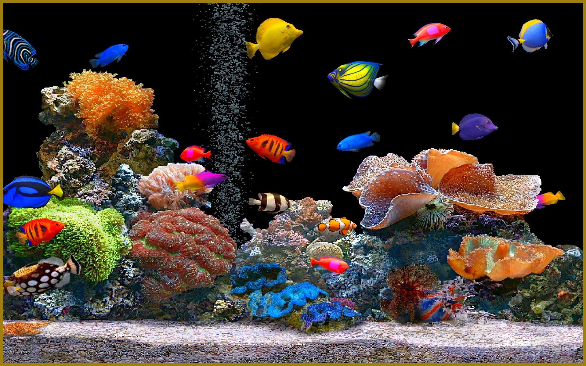 hd aqua fish wallpaper download