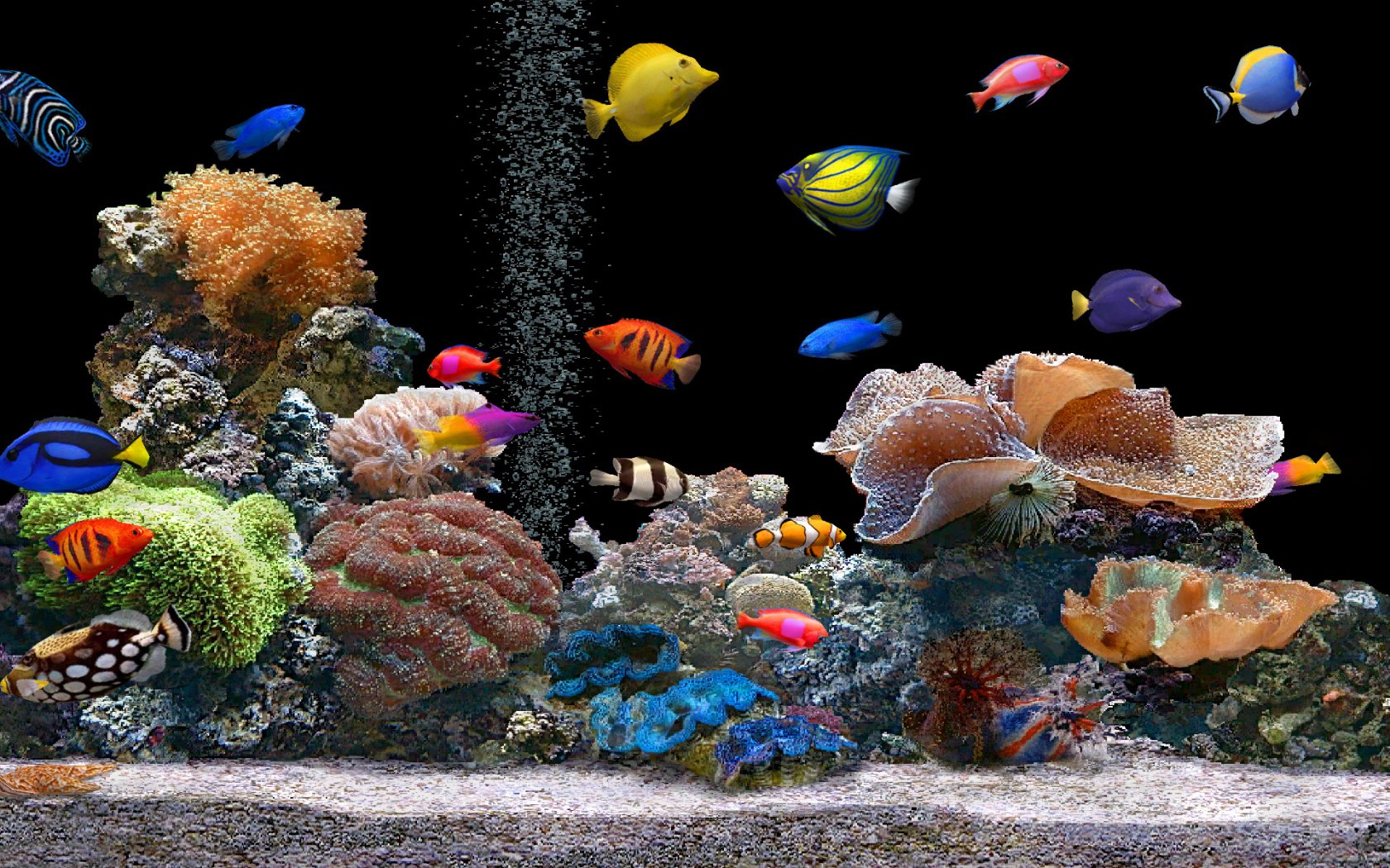 hd aquarium fish wallpaper 3d download