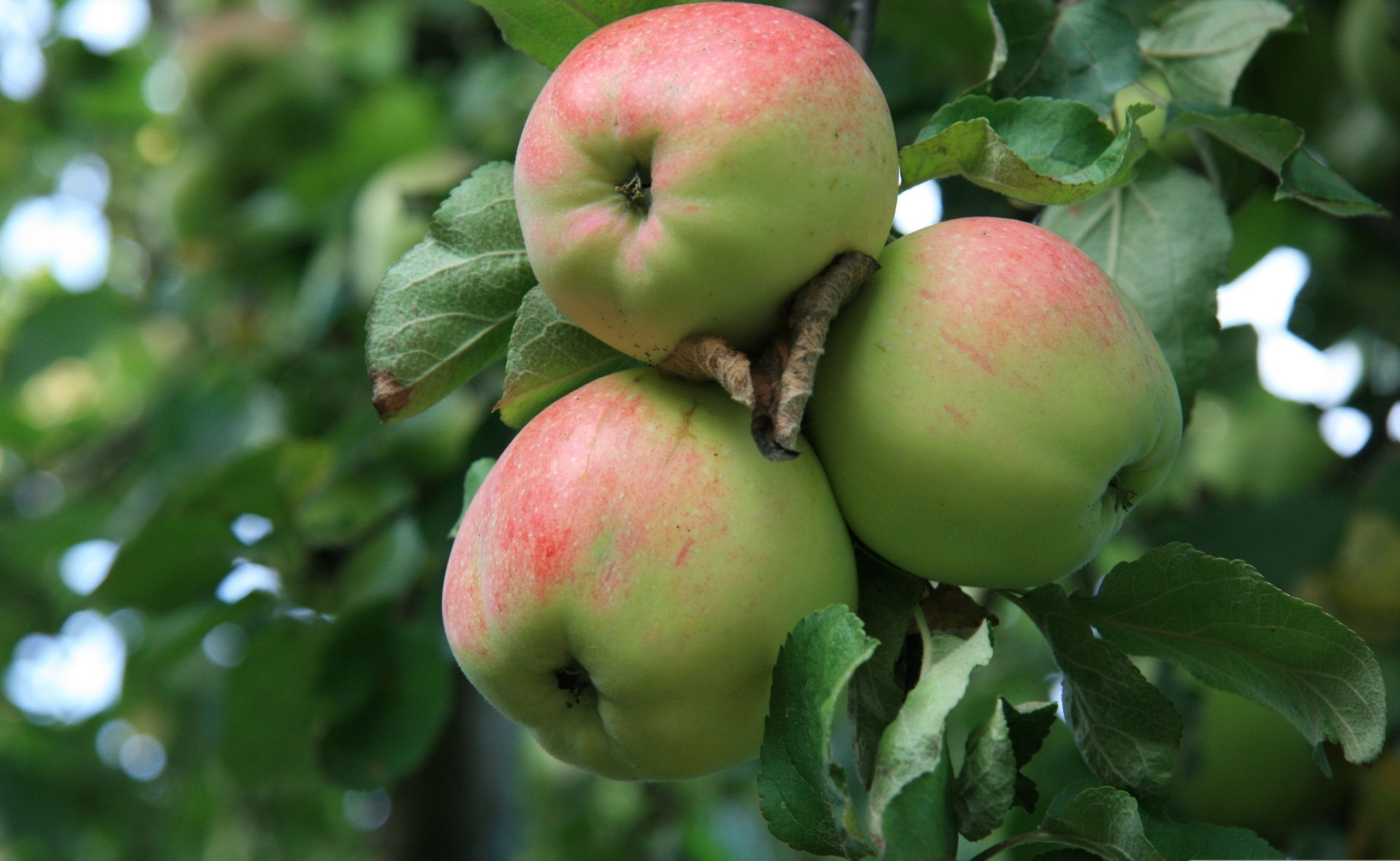hd beautiful green apple fruits wallpaper download