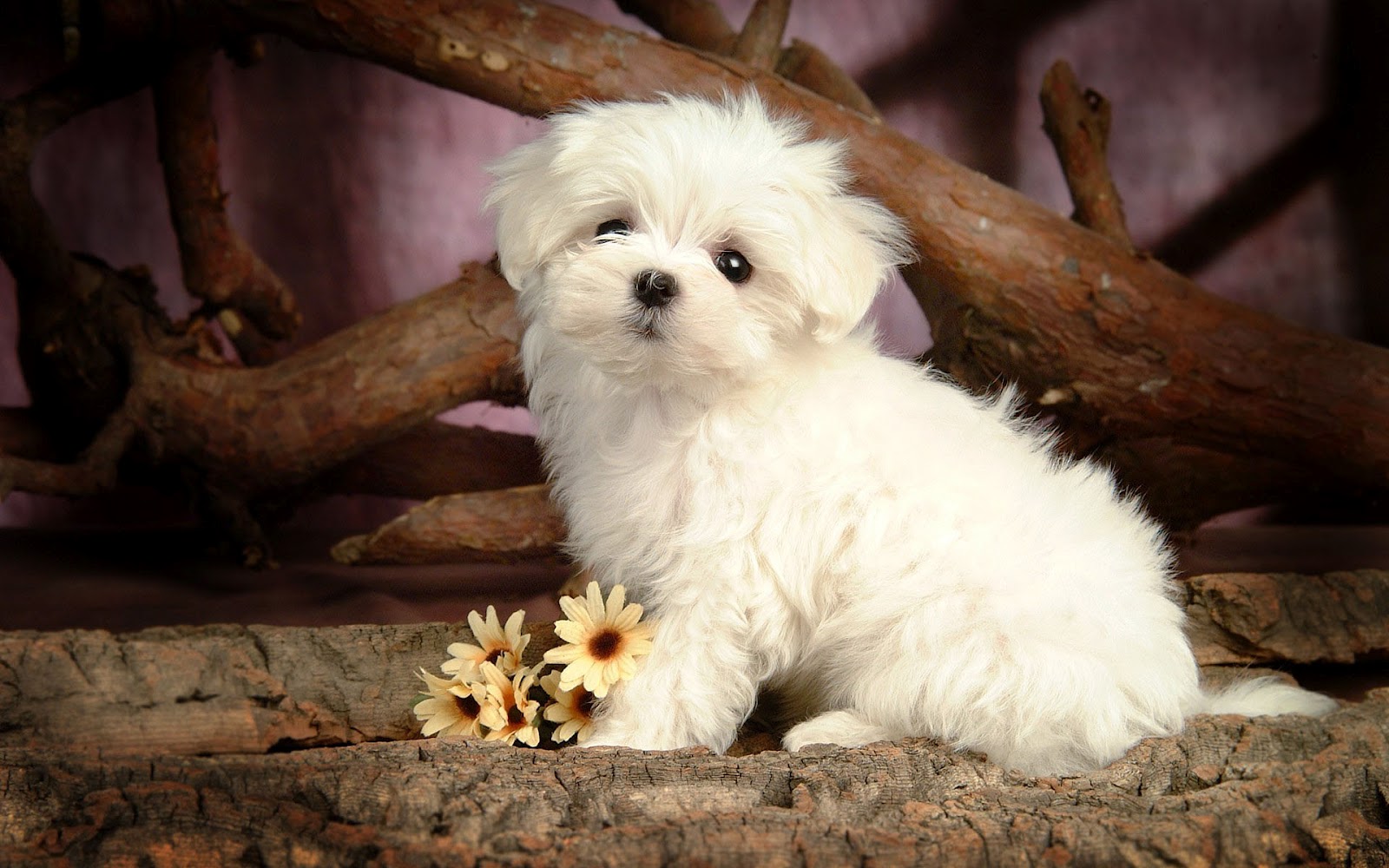 hd cute puppy 4k background wallpapers