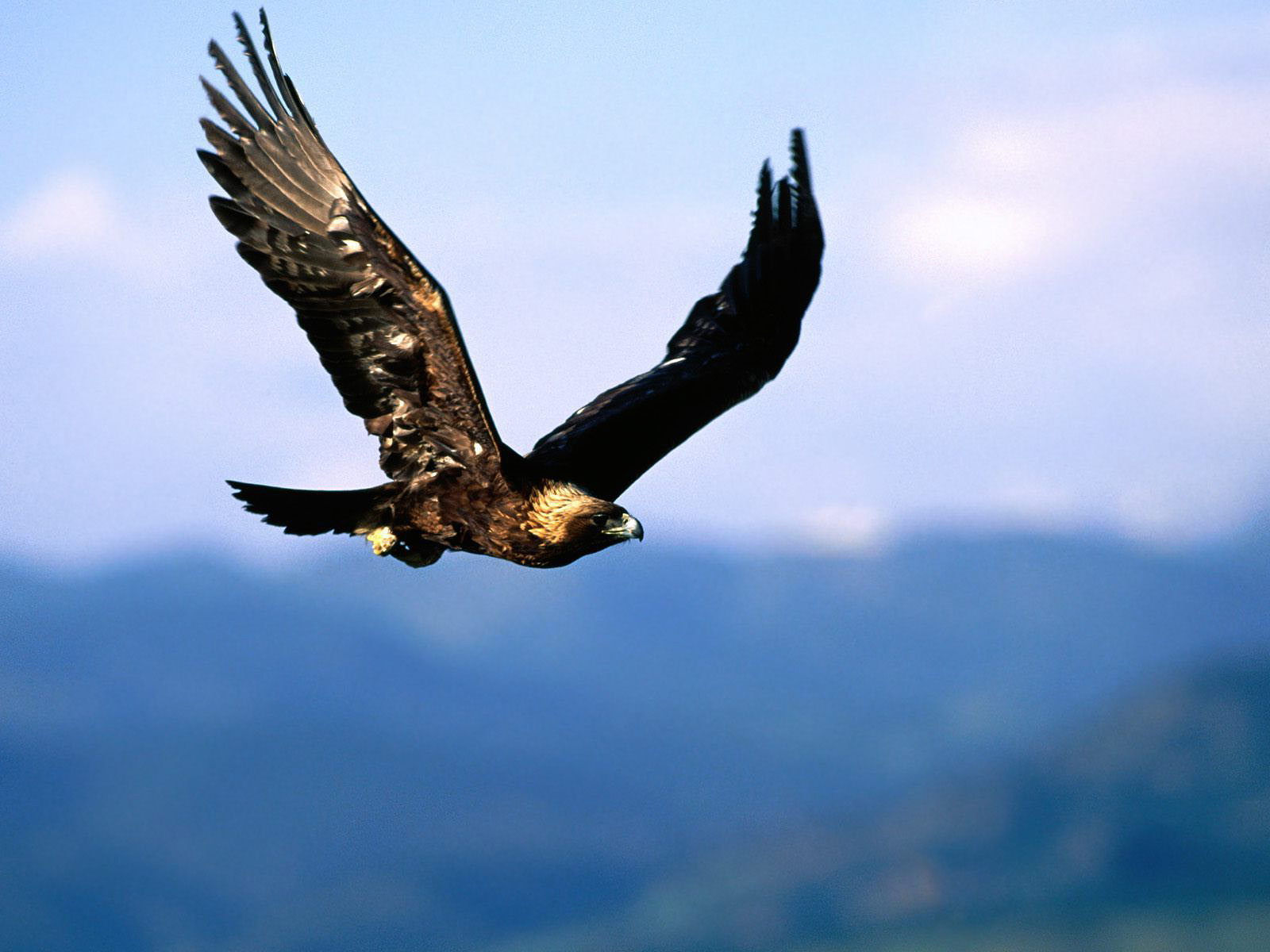 Hd Images Of An Eagle Download
