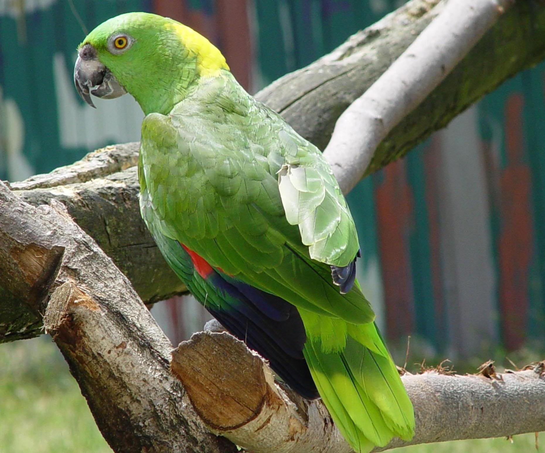 hd parrot bird photo download