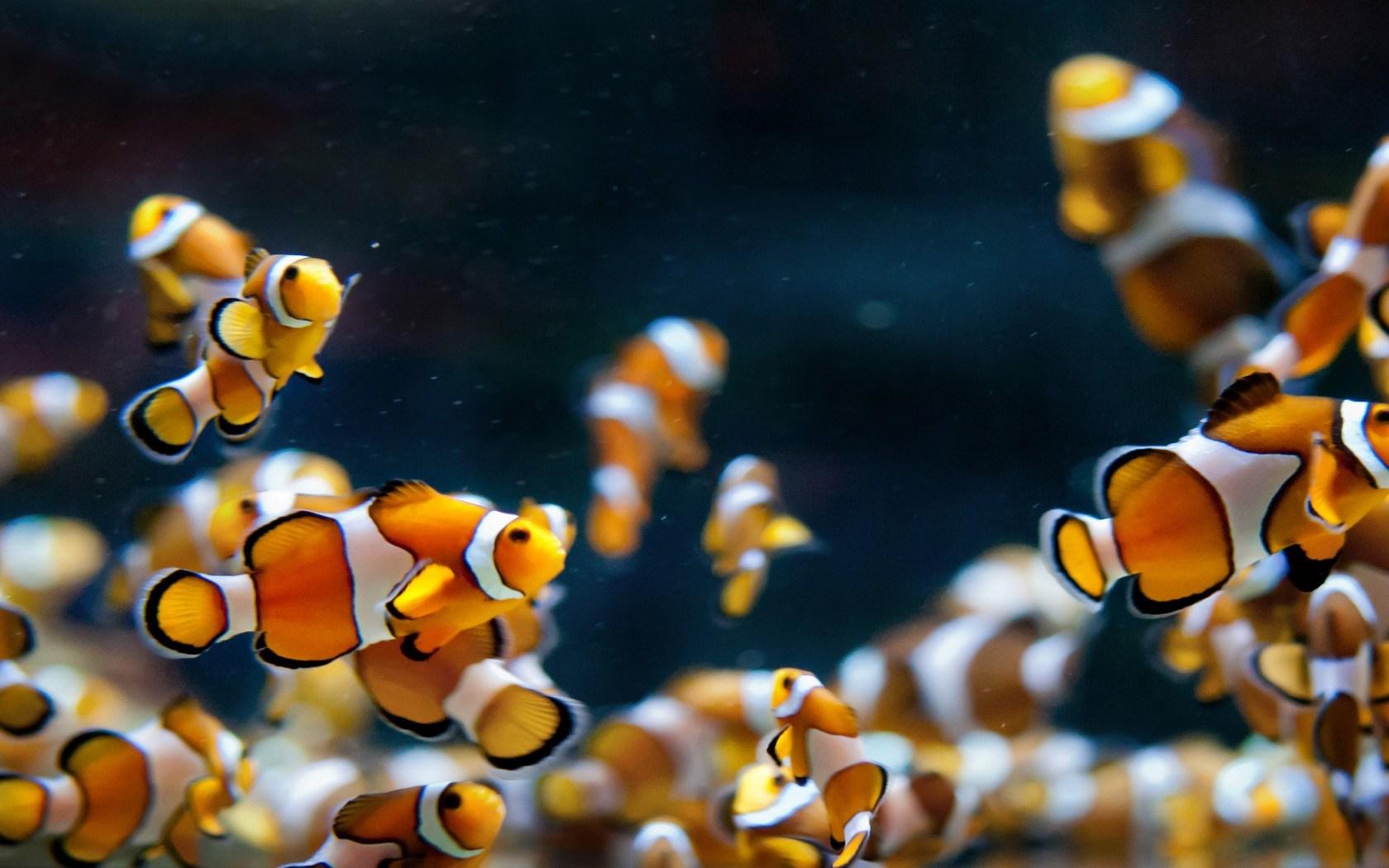 hd wallpaper fish aquarium download