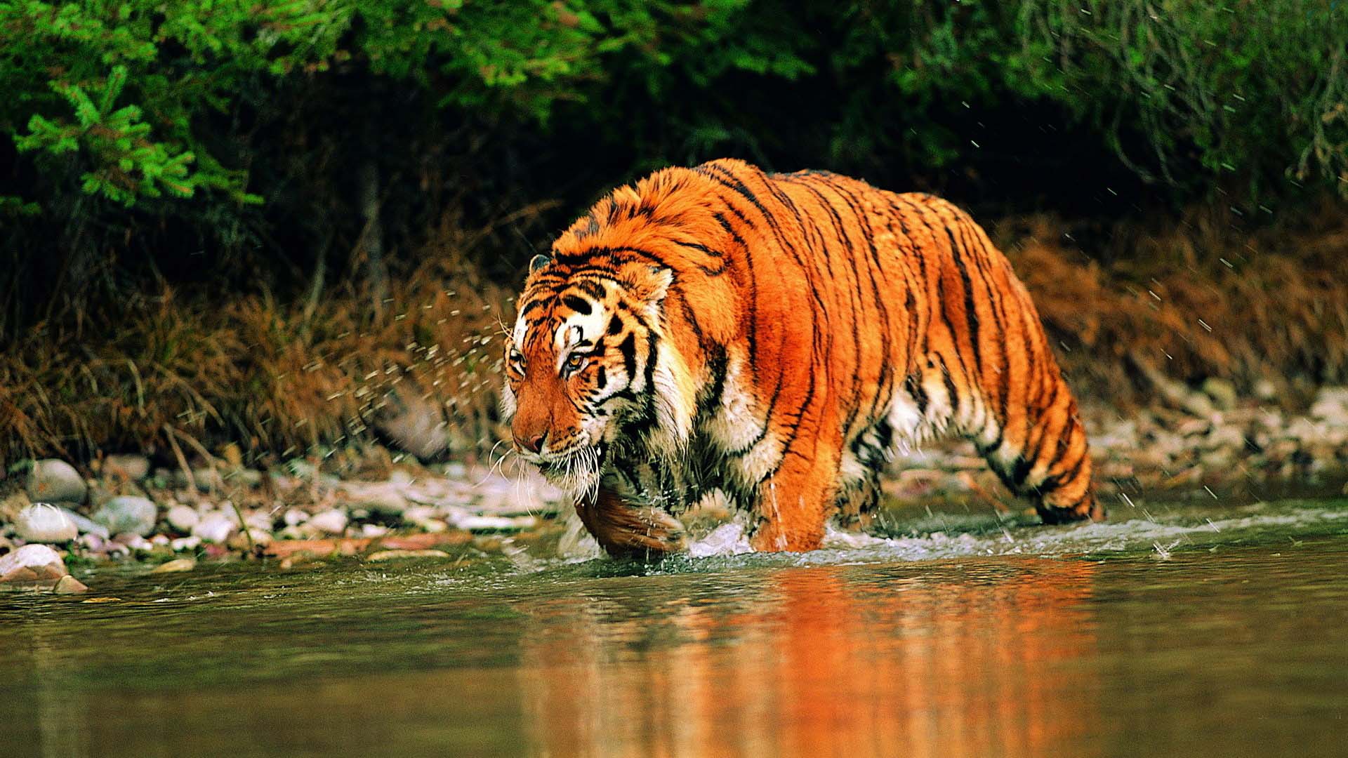 Hd Wallpapers Animals Tigers Download