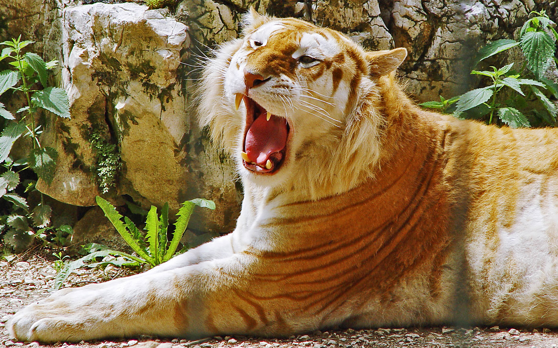 Image For Tiger Download