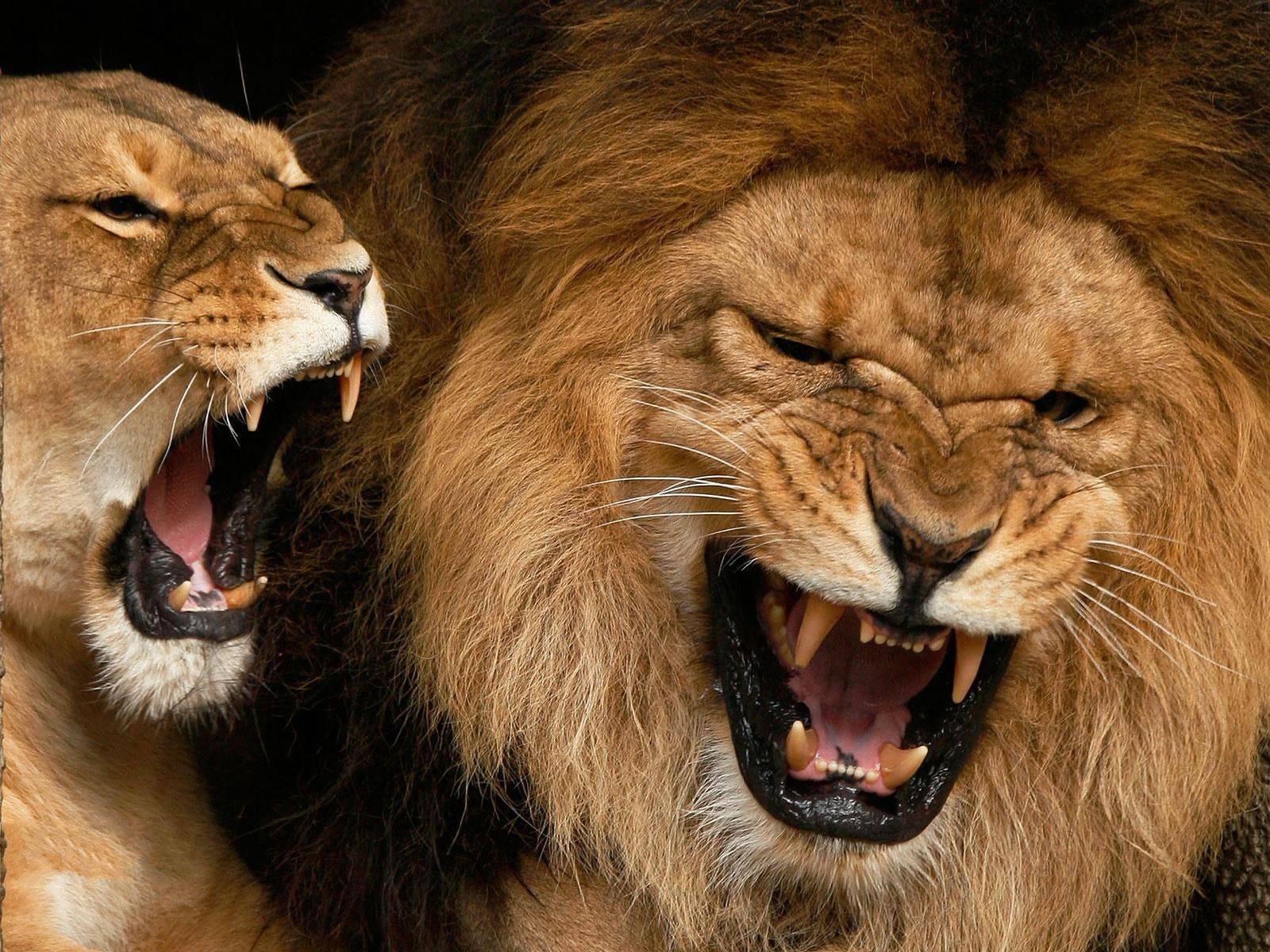 image of a roaring lion download
