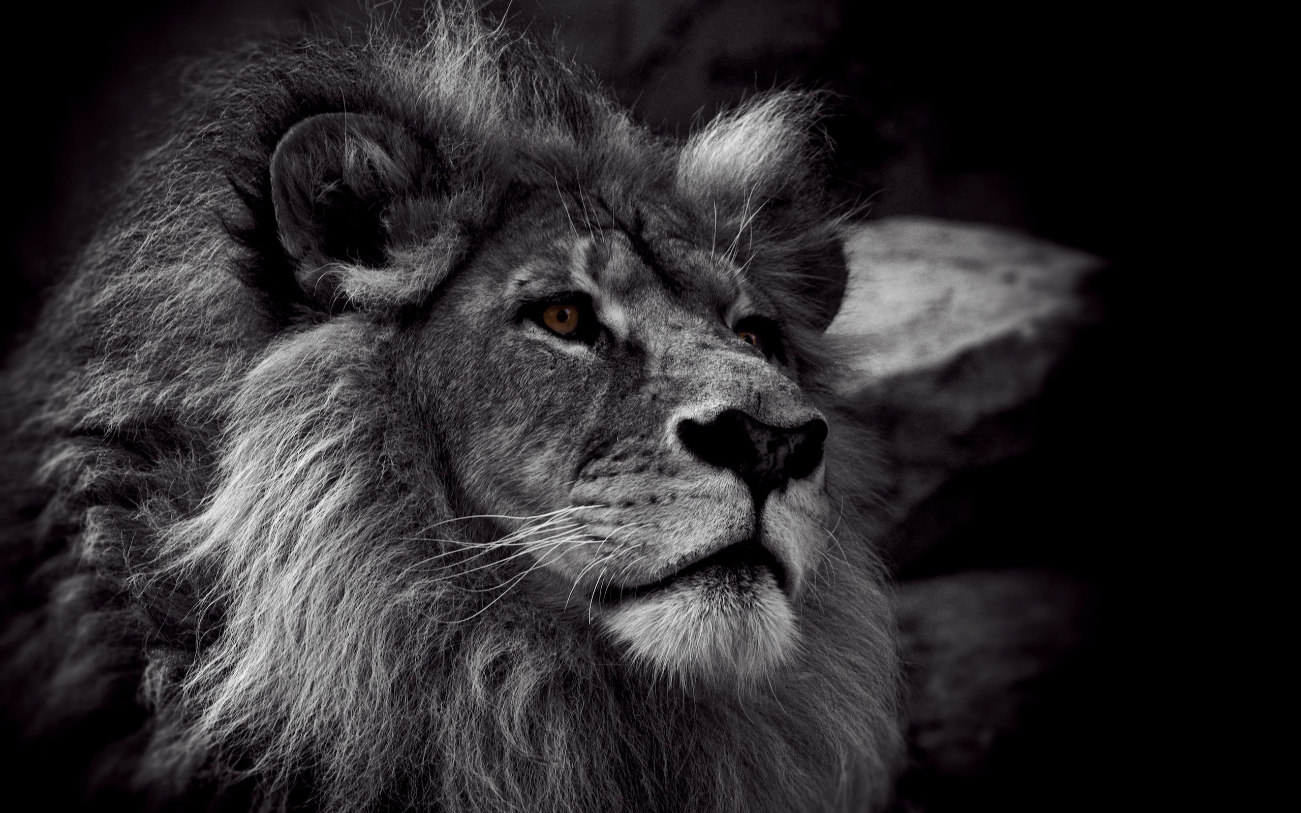 Image Of A White Lion Download