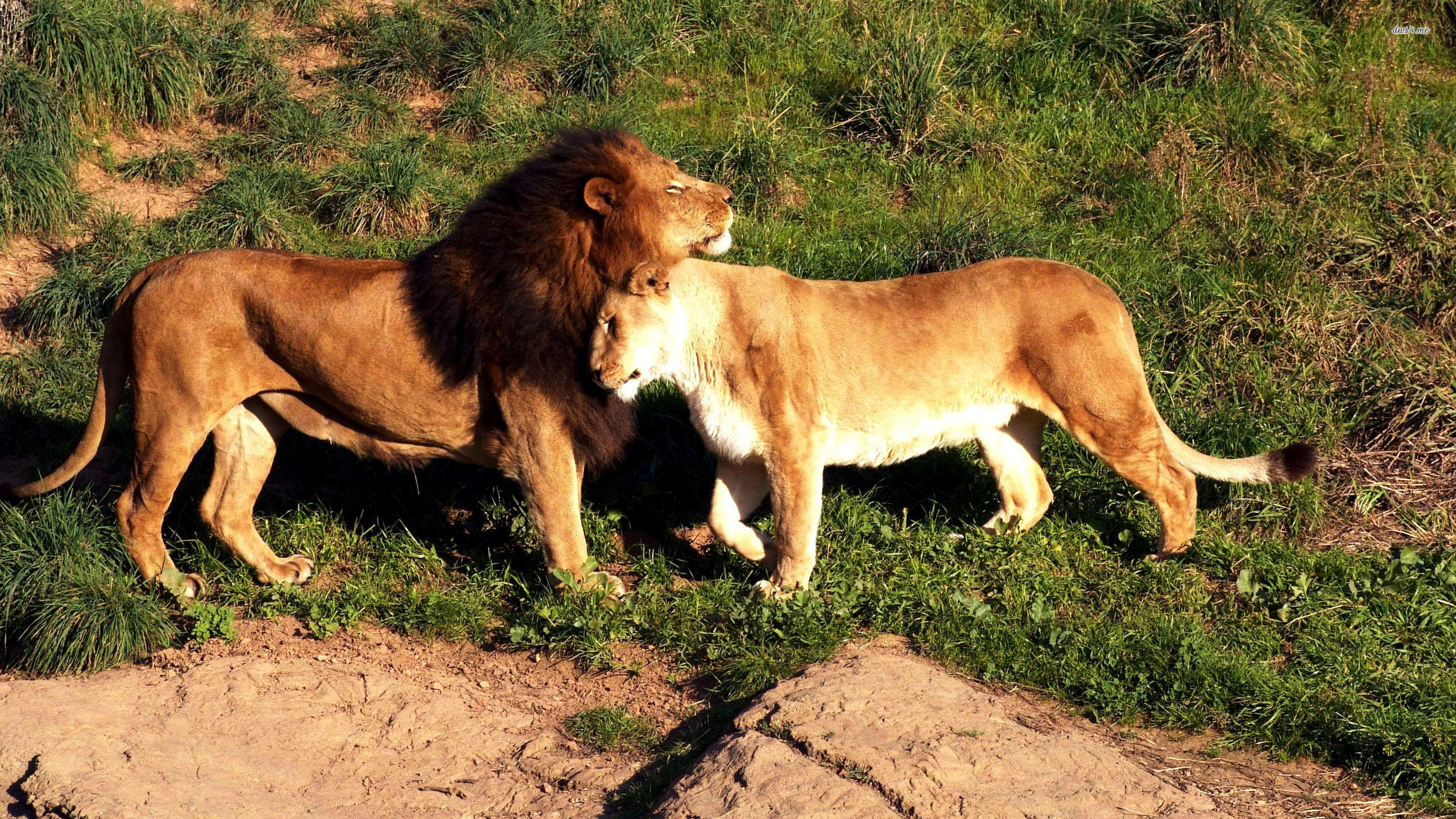 Image Of Lion And Lioness Download